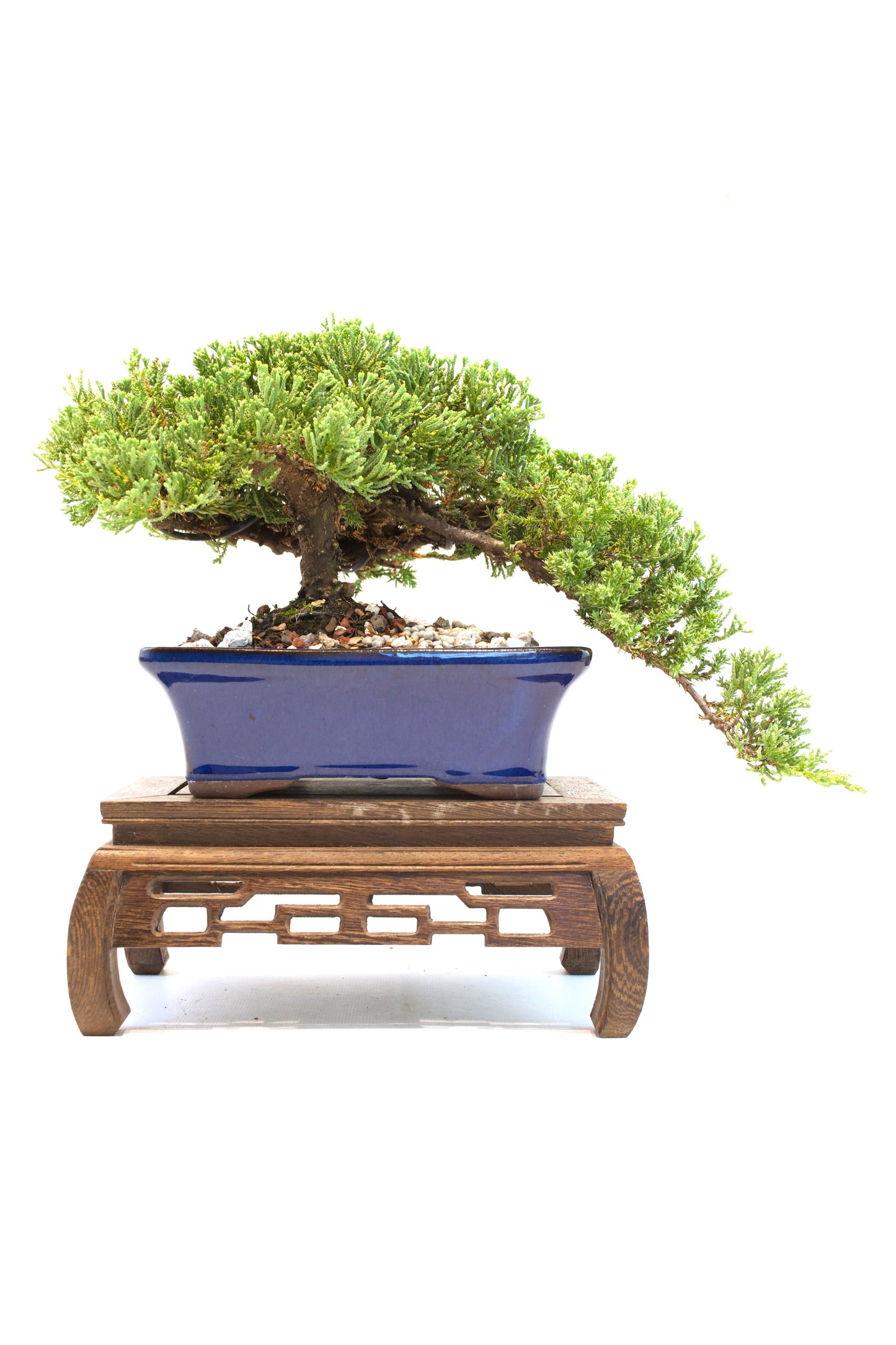 Juniper Live Bonsai Ceramic 7" Pot - One of a Kind Bonsai