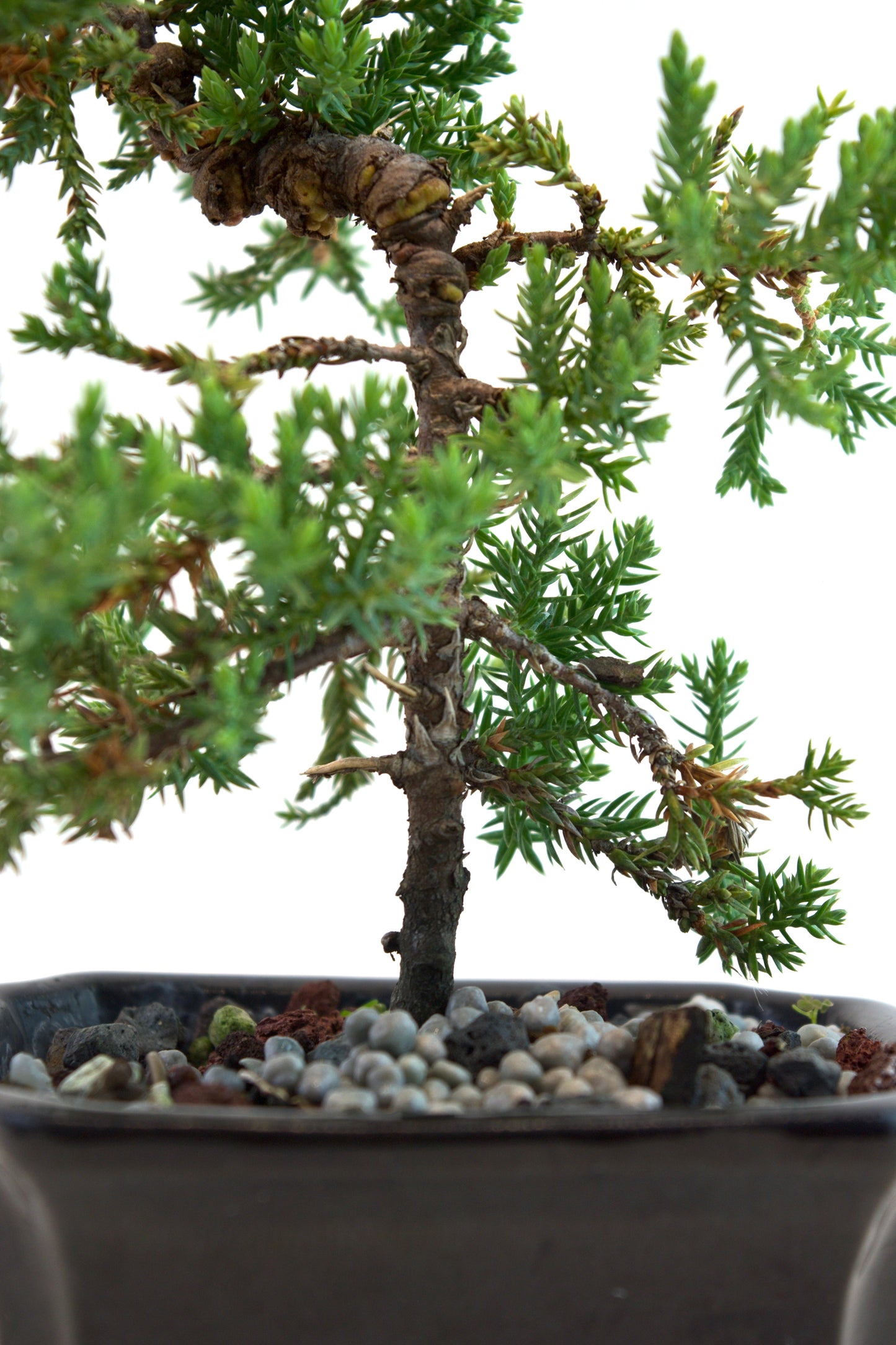 Juniper Live Bonsai Ceramic 4" Pot - Similar Bonsai