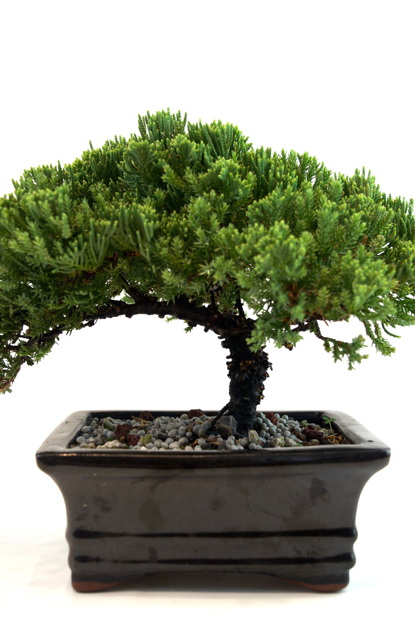 Juniper Live Bonsai Black Ceramic 6.5" Pot - One of a Kind Bonsai
