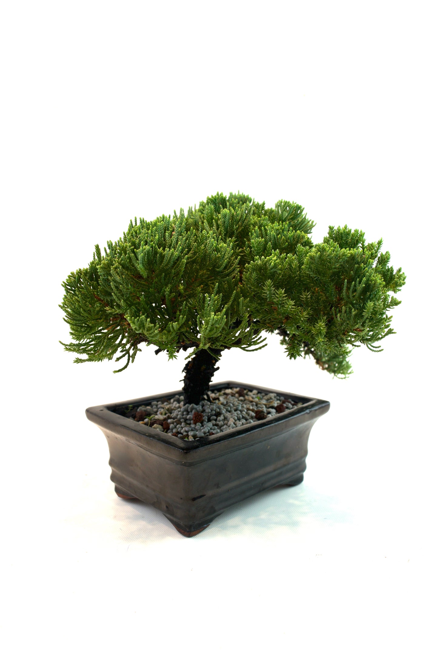 Juniper Live Bonsai Black Ceramic 6.5" Pot - One of a Kind Bonsai
