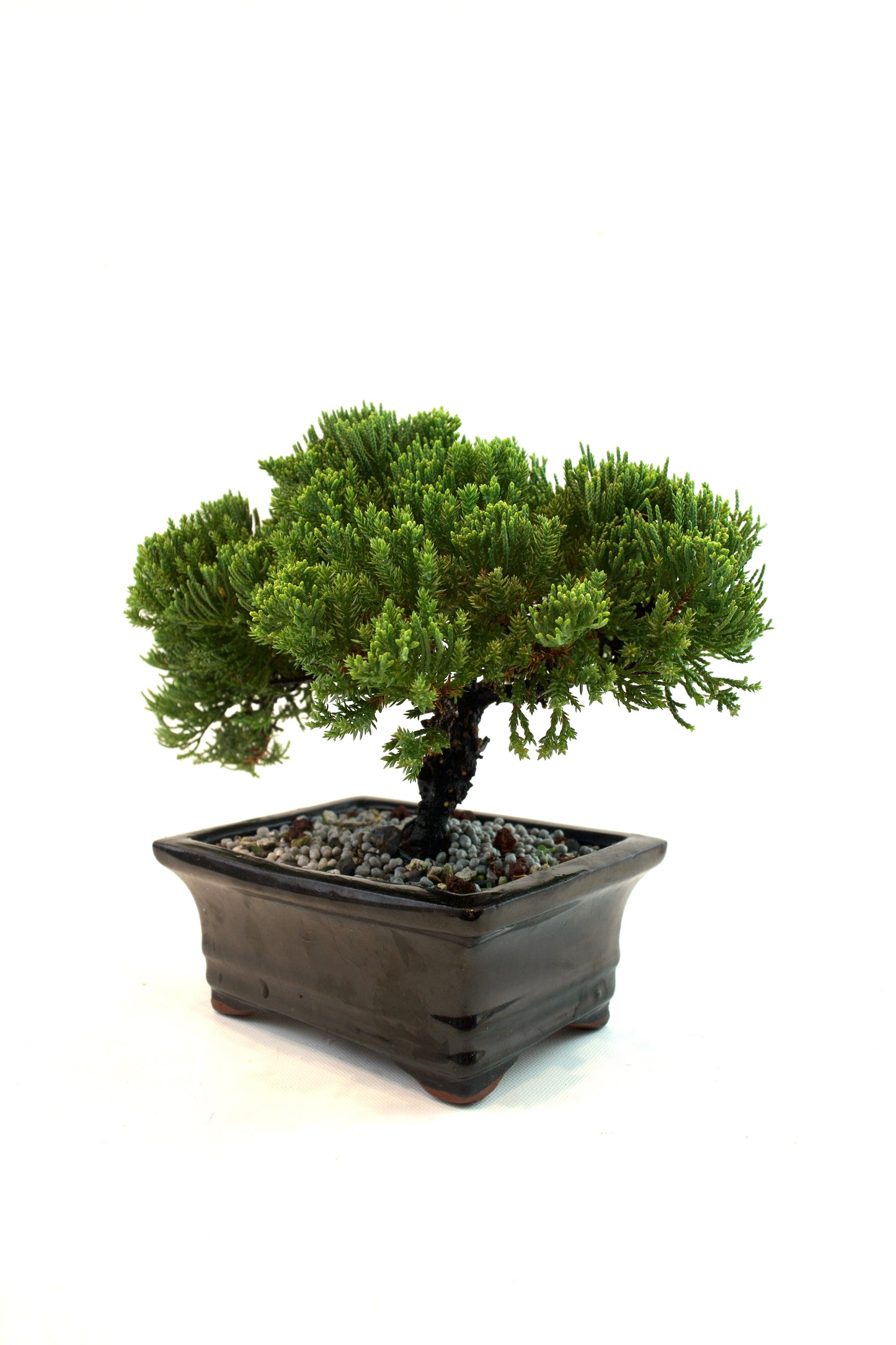 Juniper Live Bonsai Black Ceramic 6.5" Pot - One of a Kind Bonsai