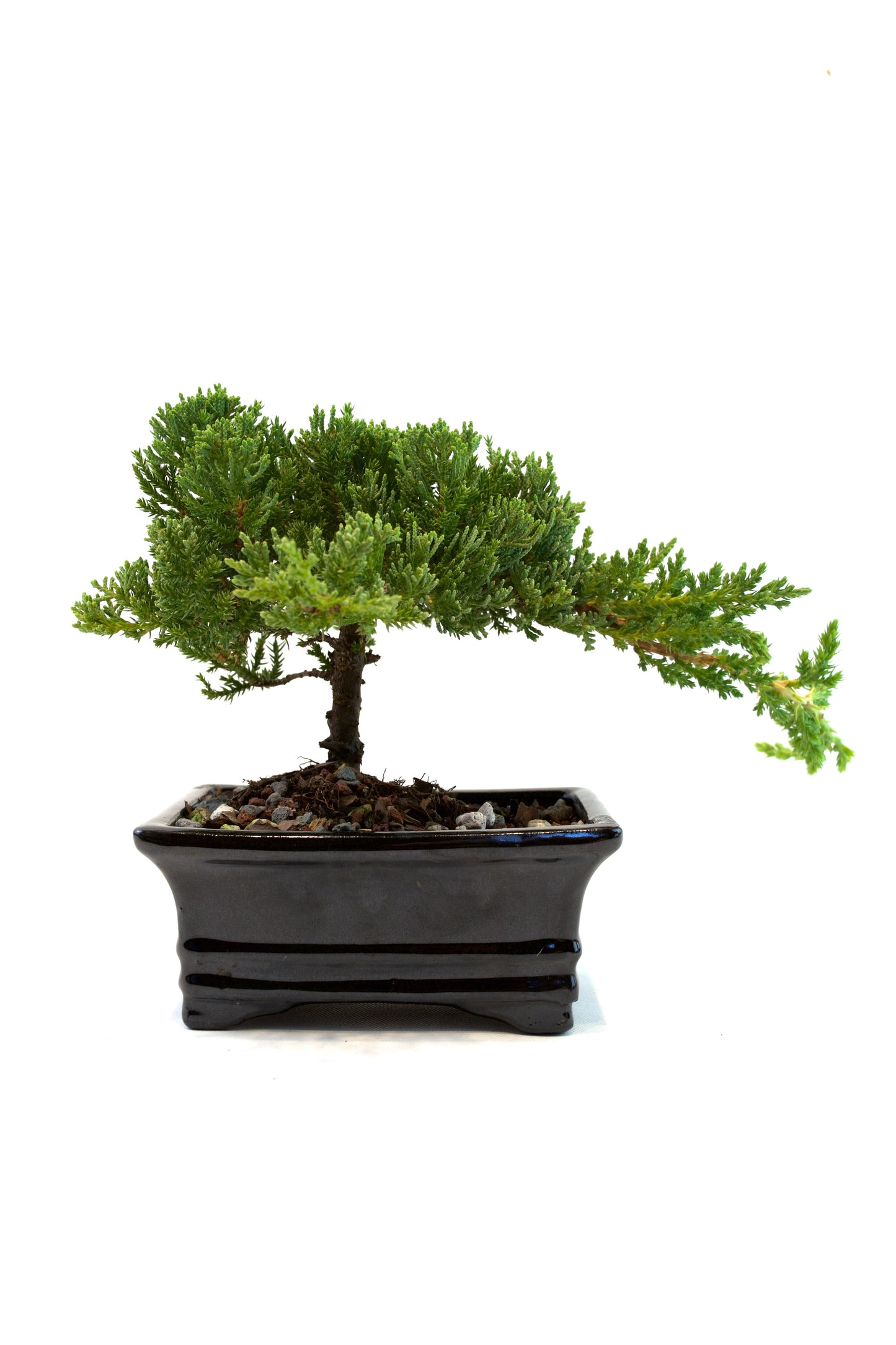 Juniper Live Bonsai 6" Ceramic Pot - One of a Kind Bonsai