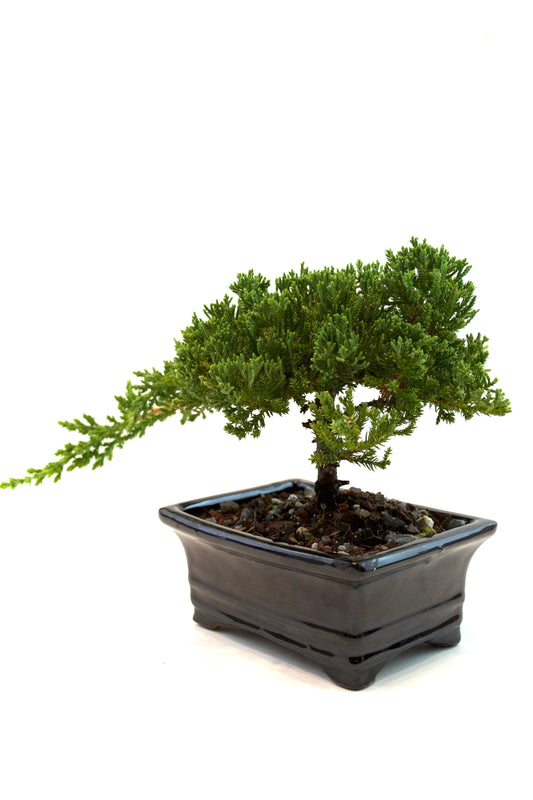 Juniper Live Bonsai 6" Ceramic Pot - One of a Kind Bonsai