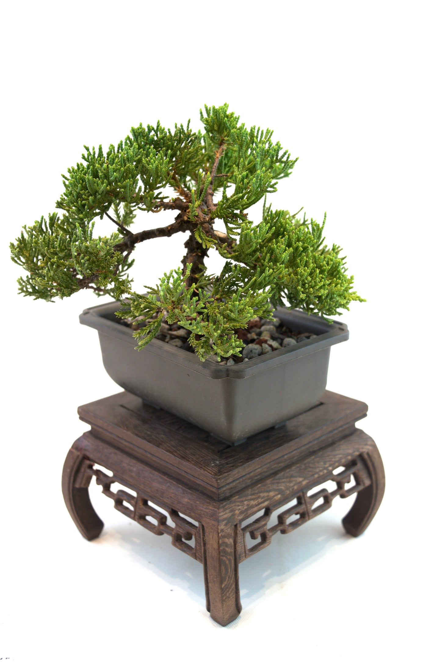 Juniper Live Bonsai 6" Training Pot - One of a Kind Bonsai