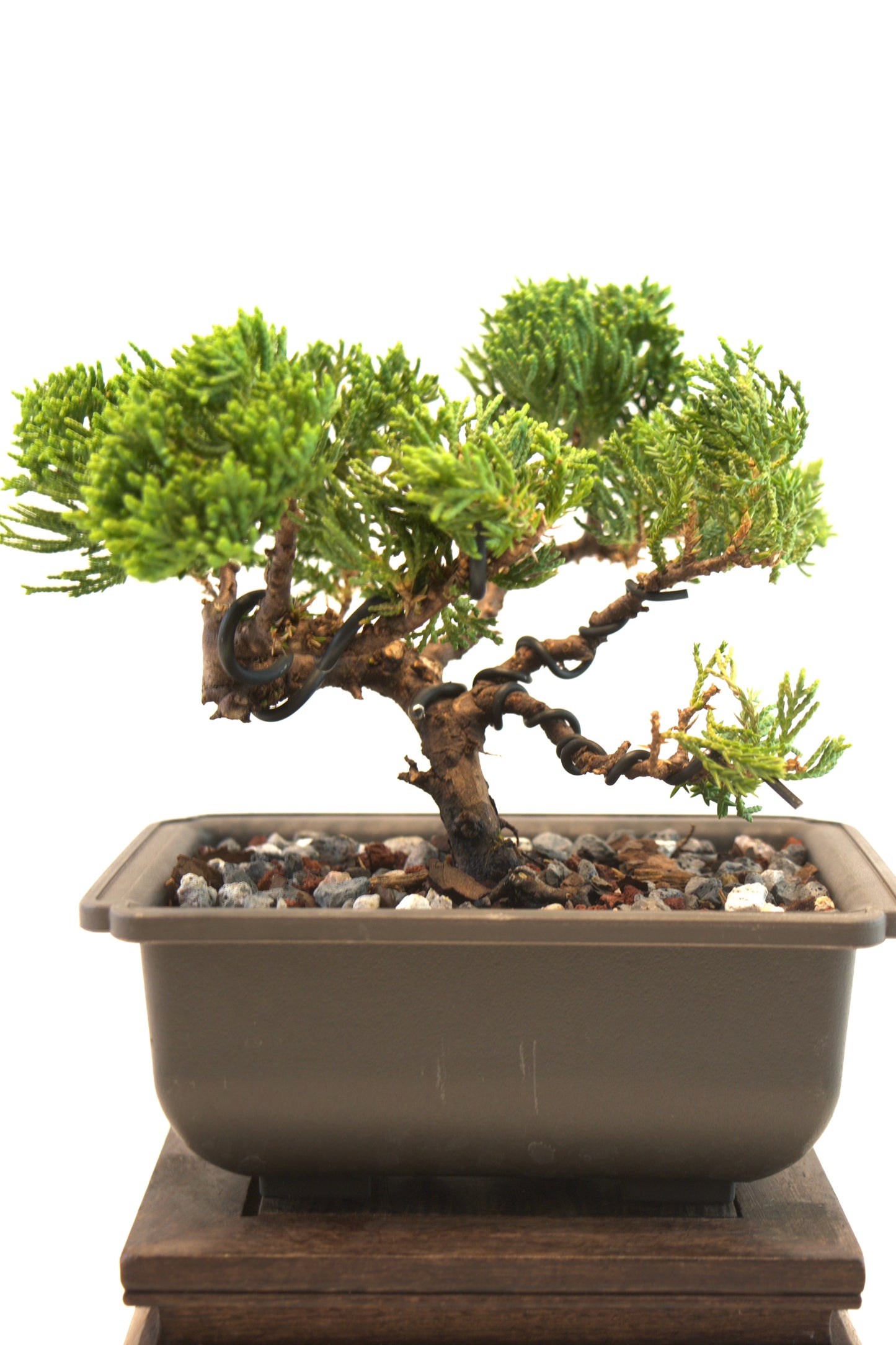 Juniper Live Bonsai 6" Training Pot - One of a Kind Bonsai