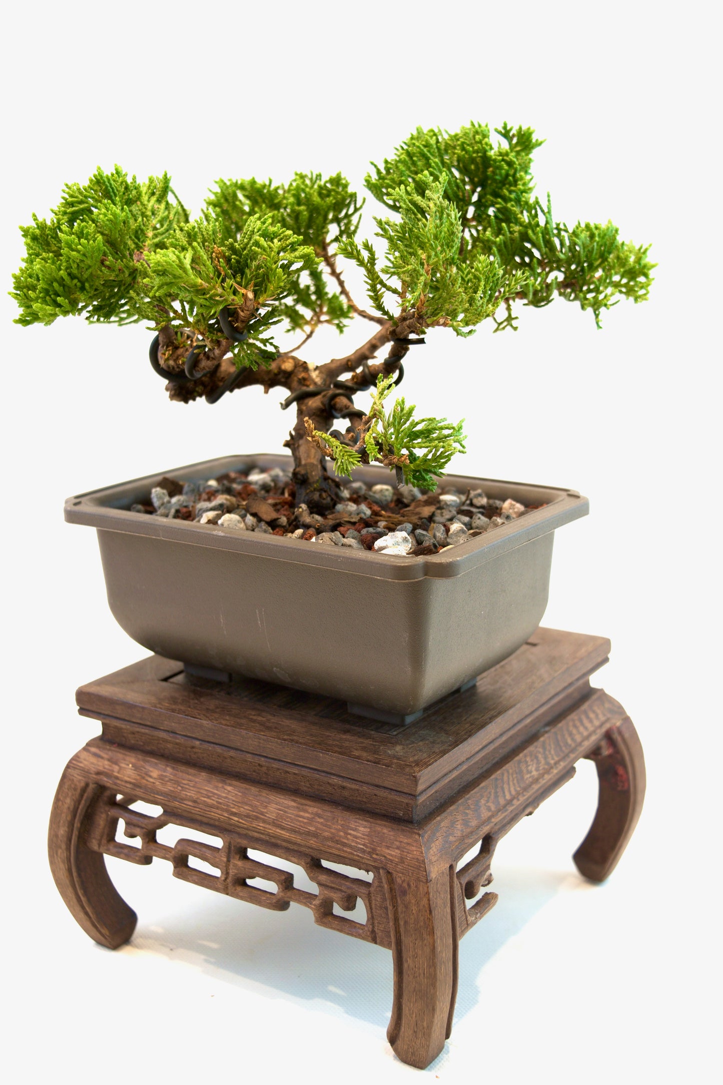 Juniper Live Bonsai 6" Training Pot - One of a Kind Bonsai