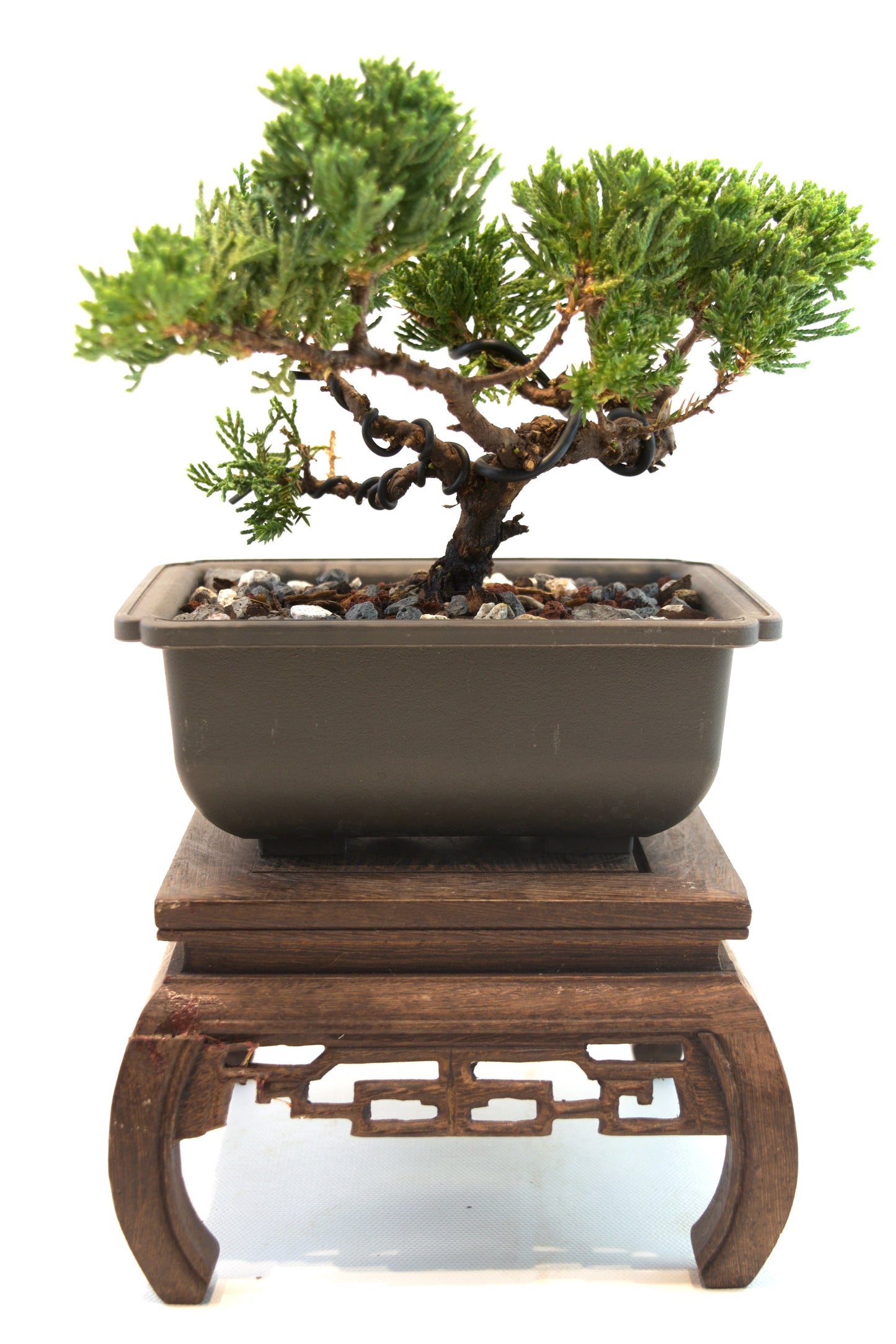Juniper Live Bonsai 6" Training Pot - One of a Kind Bonsai