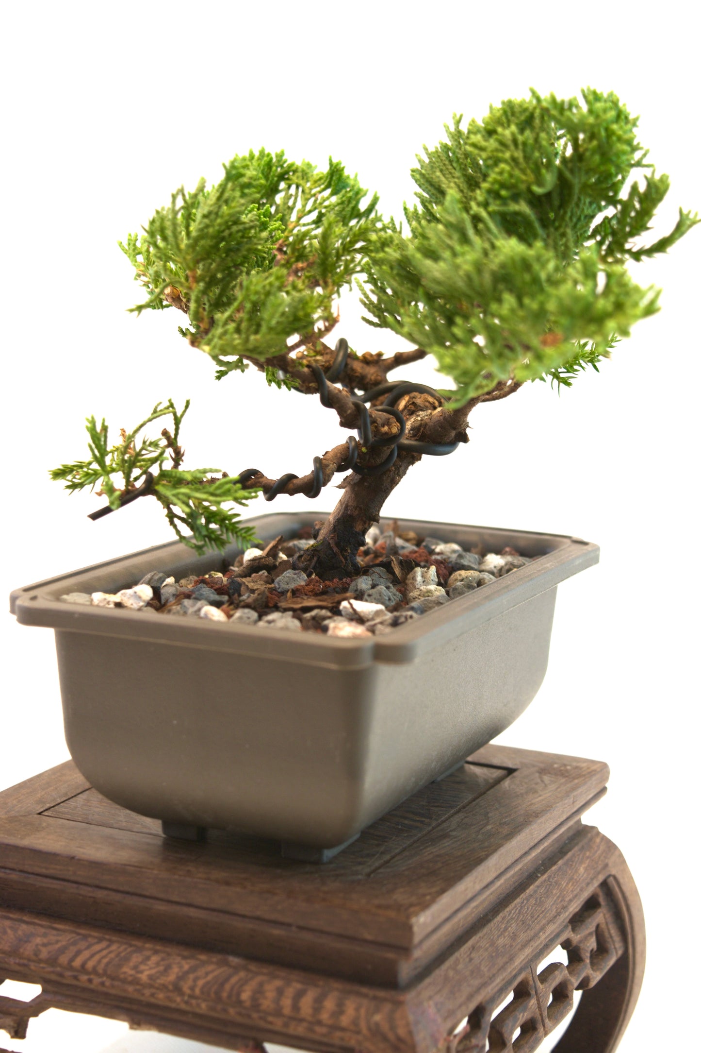 Juniper Live Bonsai 6" Training Pot - One of a Kind Bonsai