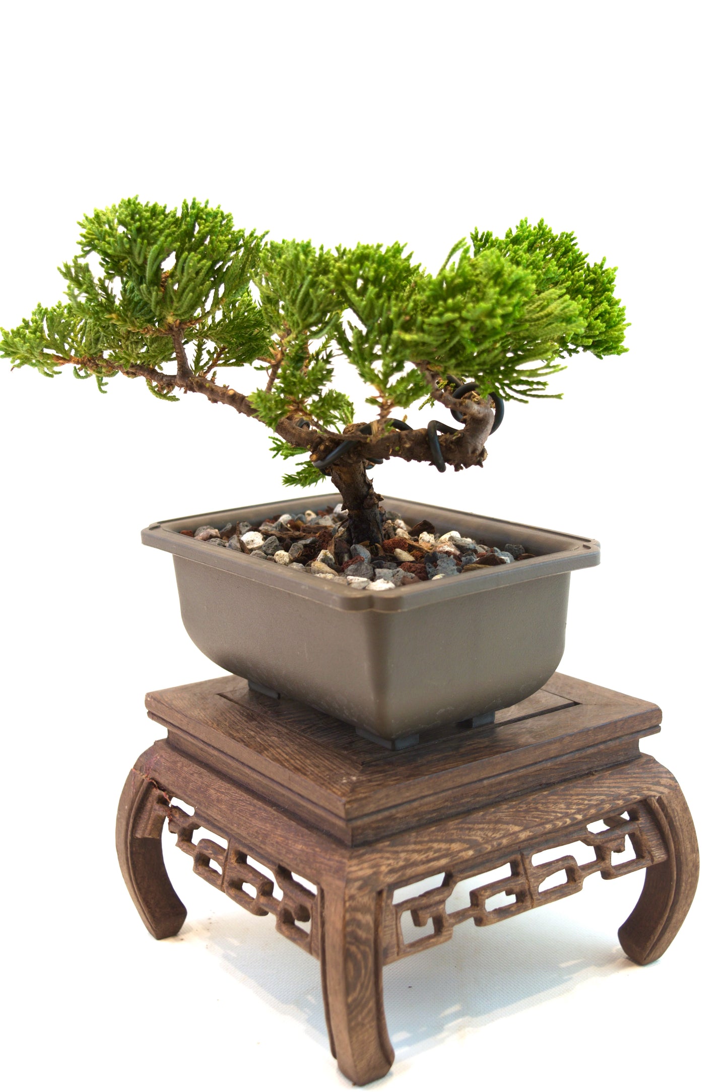 Juniper Live Bonsai 6" Training Pot - One of a Kind Bonsai