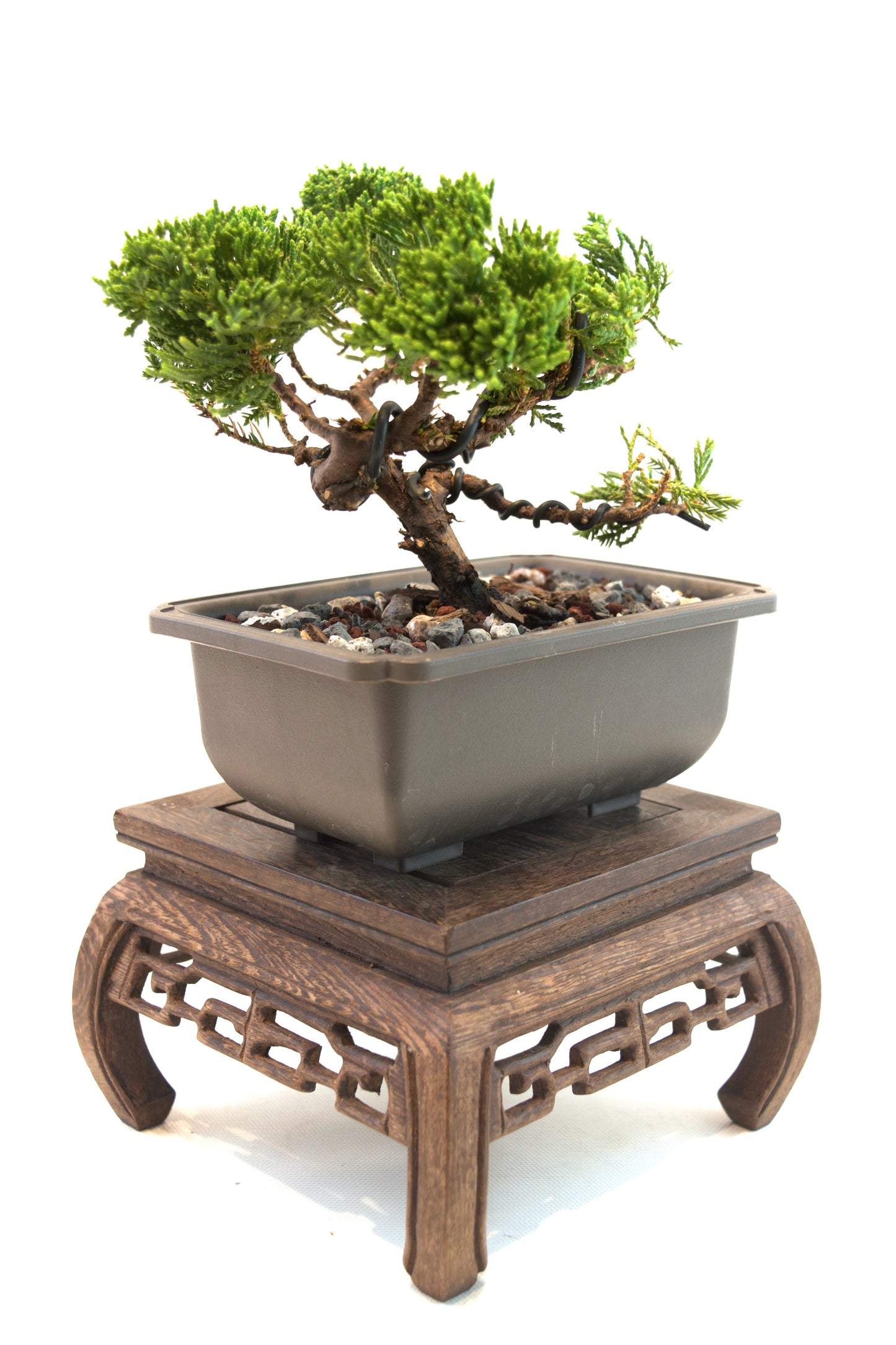 Juniper Live Bonsai 6" Training Pot - One of a Kind Bonsai