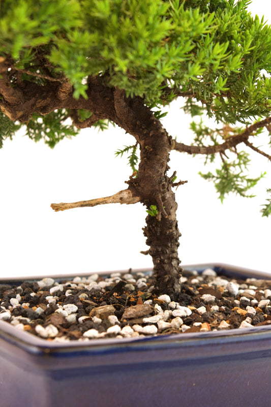 Juniper Live Bonsai Ceramic 8.5" Pot - One of a Kind Bonsai