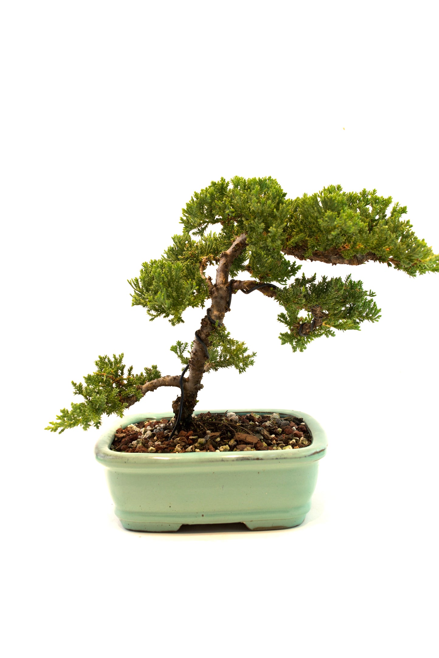 Juniper Live Bonsai 8" Ceramic Pot - One of a Kind Bonsai