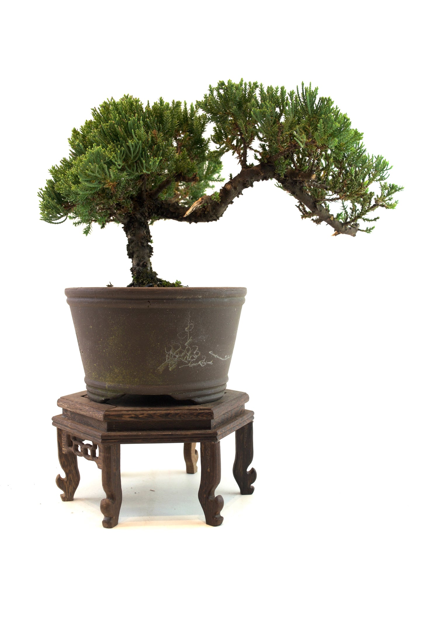 Juniper Bonsai Tree Cascade Style 7" Pot - One of a Kind Bonsai