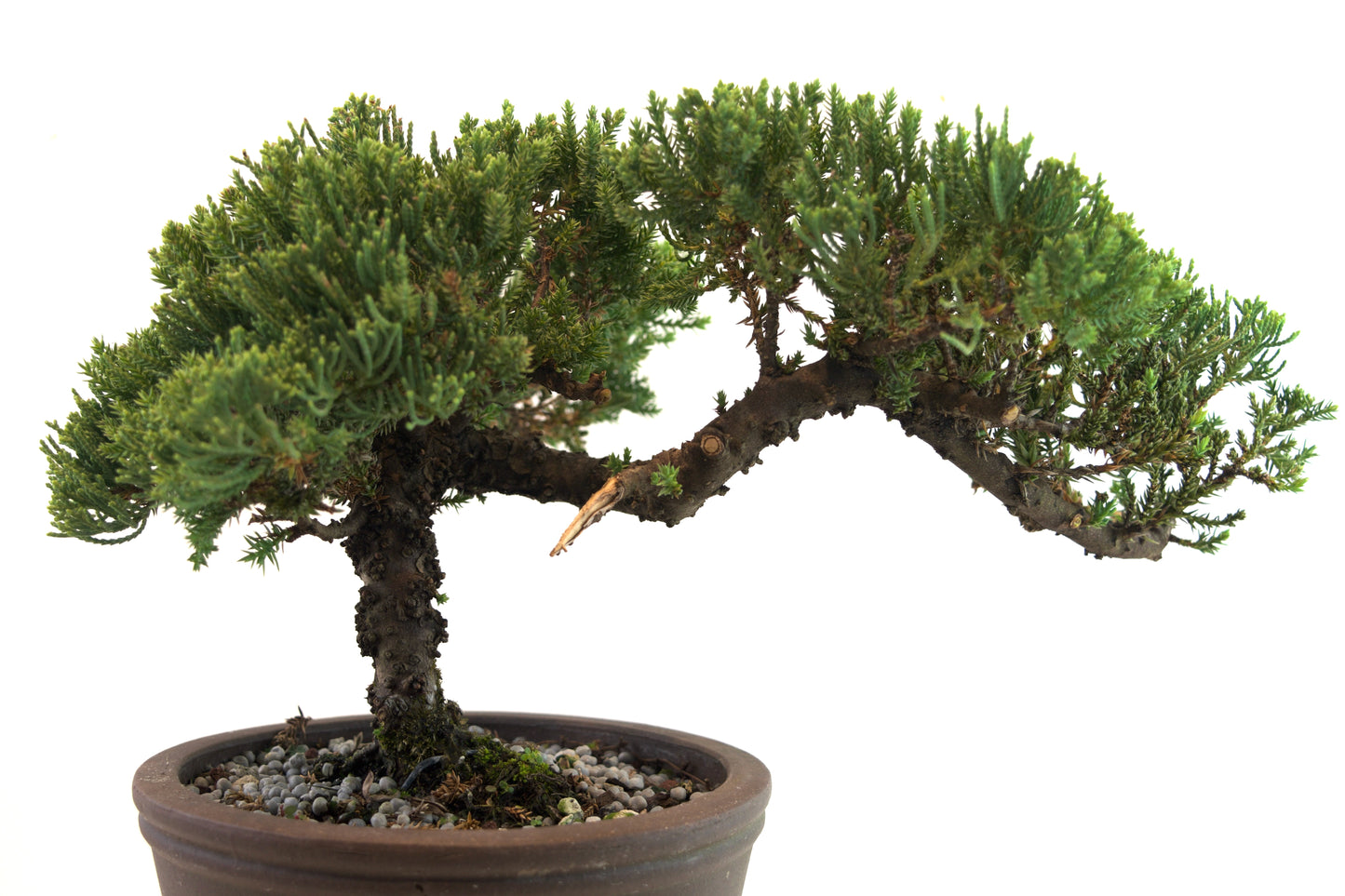 Juniper Bonsai Tree Cascade Style 7" Pot - One of a Kind Bonsai