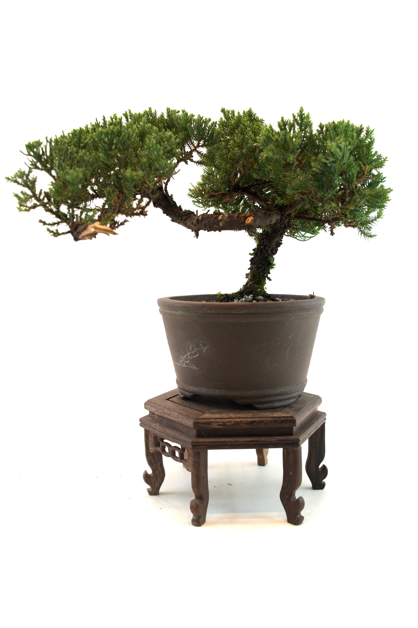 Juniper Bonsai Tree Cascade Style 7" Pot - One of a Kind Bonsai