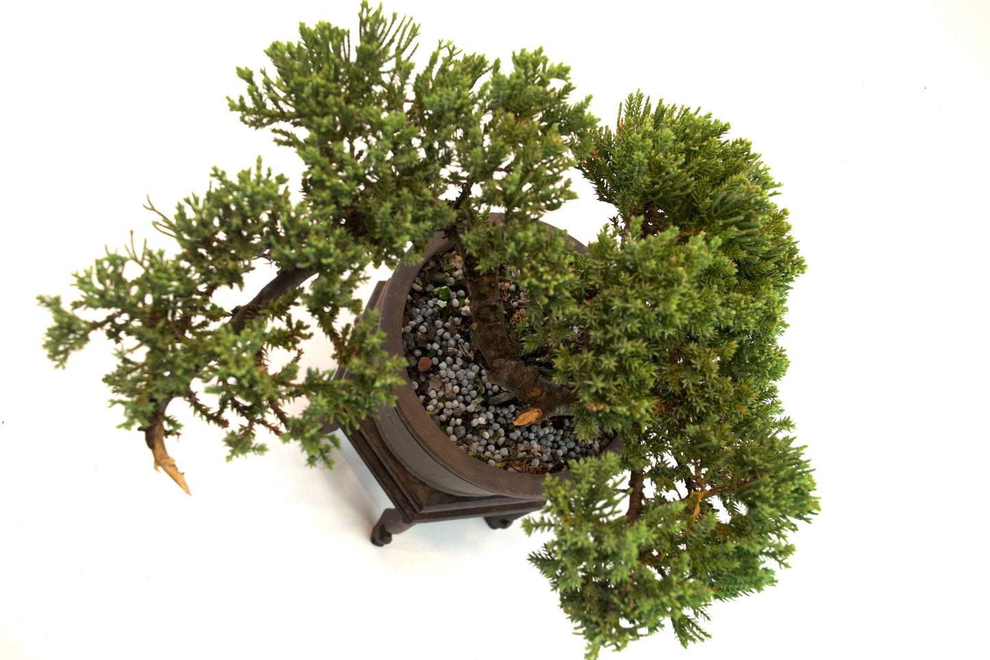 Juniper Bonsai Tree Cascade Style 7" Pot - One of a Kind Bonsai