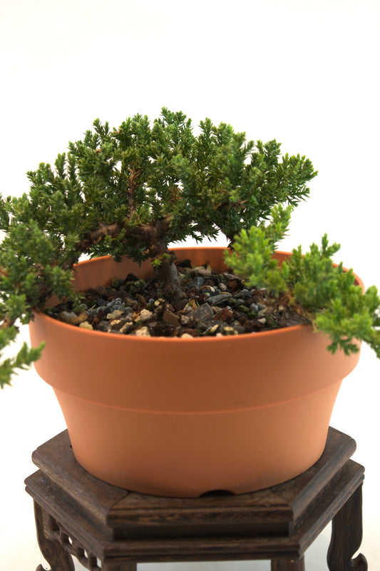 Juniper Live Bonsai Plastic 7" Pot - One of a Kind Bonsai