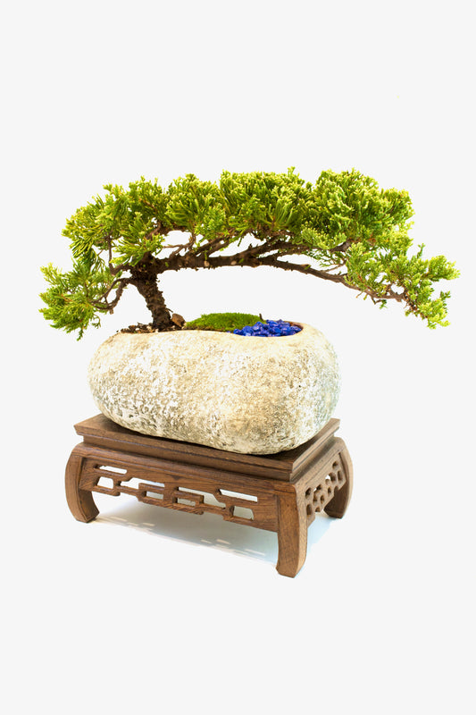 Juniper Live Bonsai Rock Ceramic 10" Pot - One of a Kind Bonsai