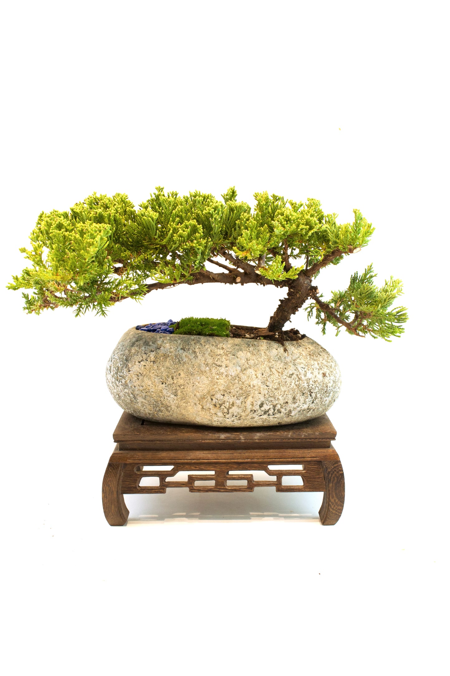 Juniper Live Bonsai Rock Ceramic 10" Pot - One of a Kind Bonsai