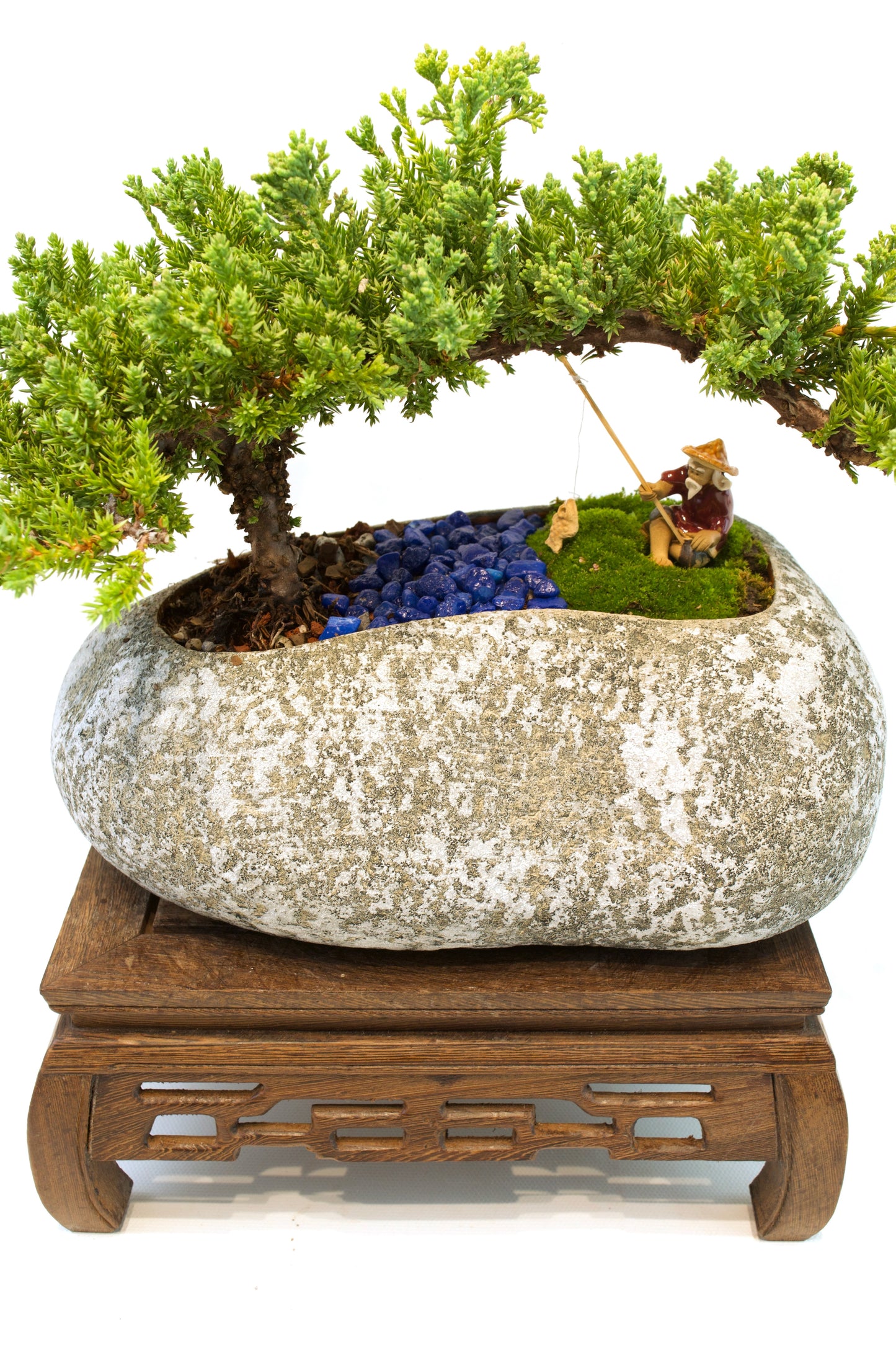 Juniper Live Bonsai Rock Ceramic 10" Pot - One of a Kind Bonsai
