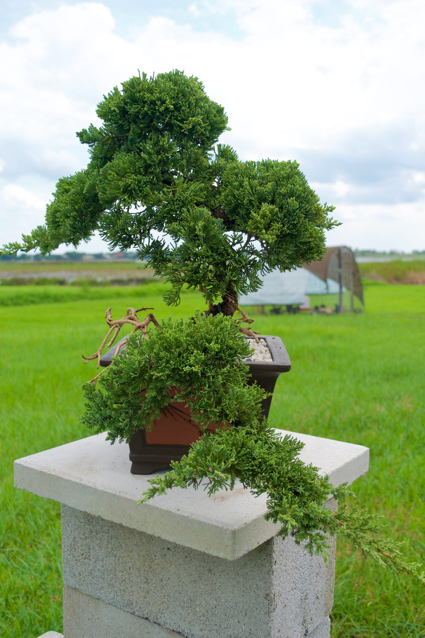 Juniper Masterpiece Bonsai Tree in 8" Handcrafted Ceramic Pot