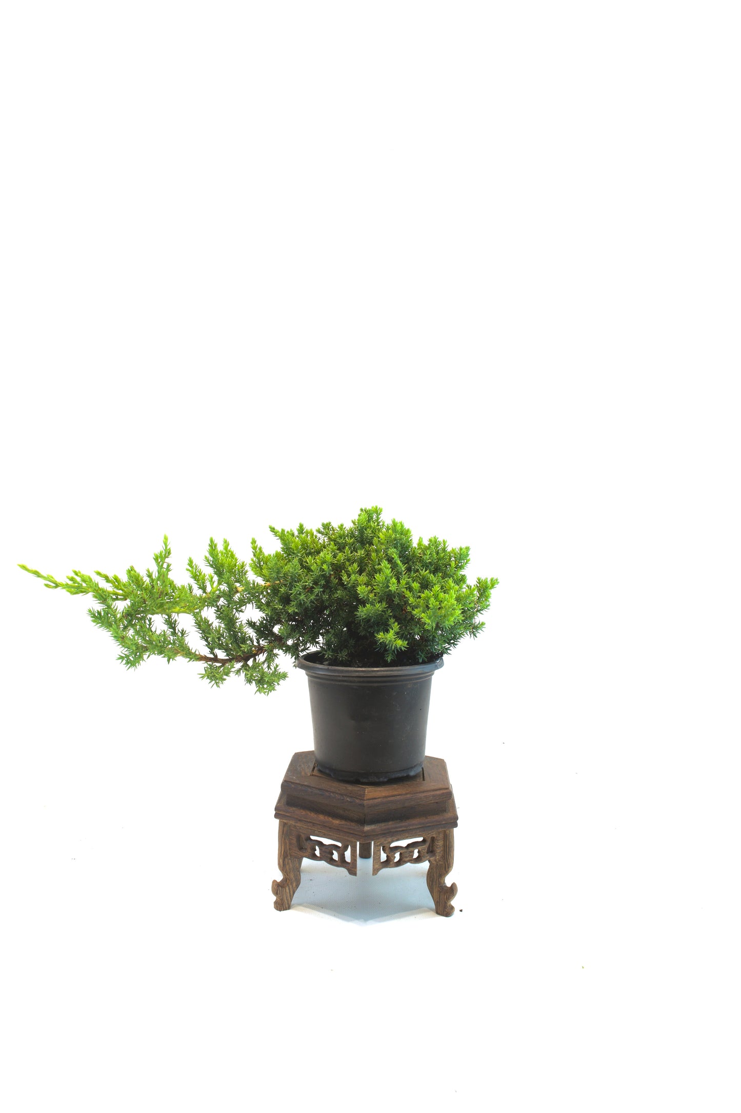 Juniper Procumbens Nana 4" - Medium Size