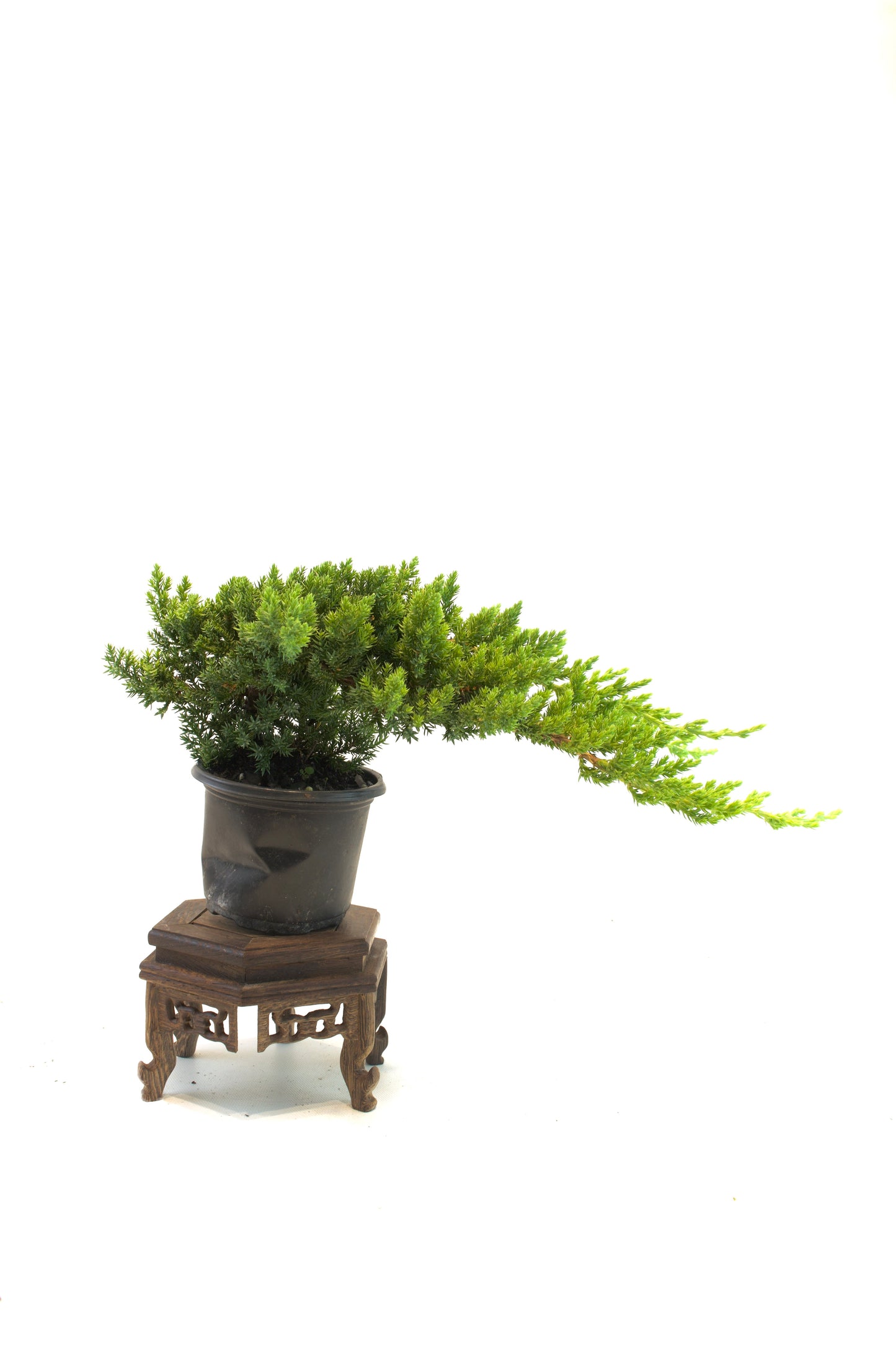 Juniper Procumbens Nana 4" - Medium Size