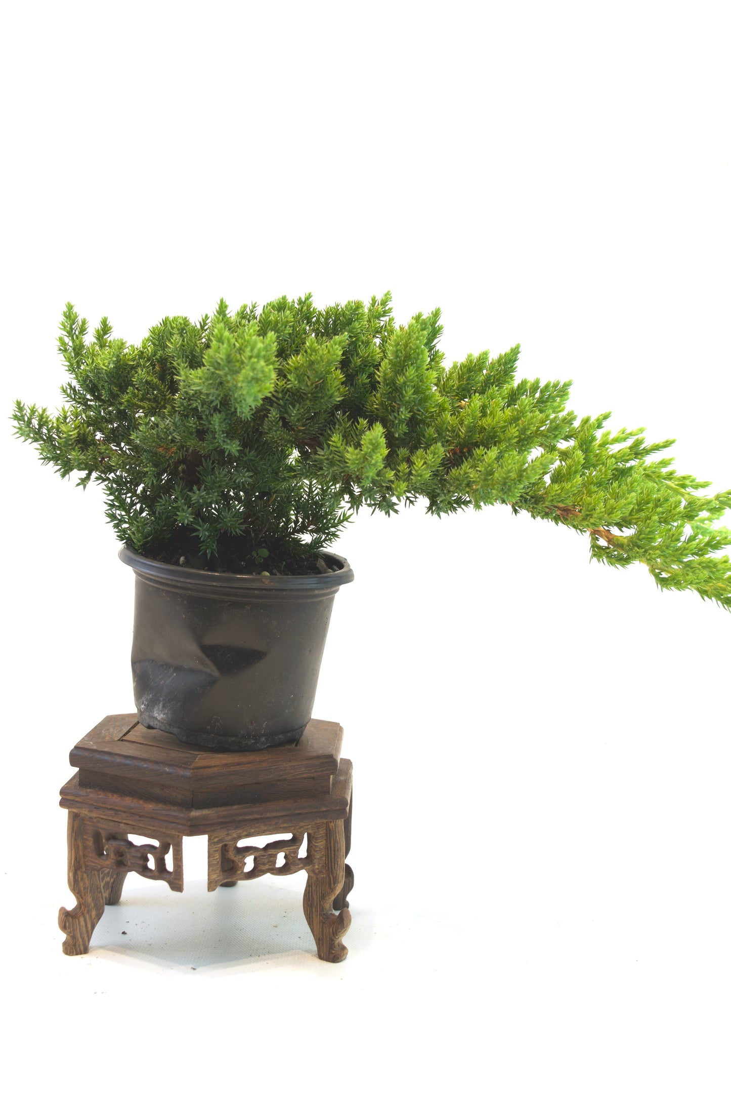 Juniper Procumbens Nana 4" - Medium Size
