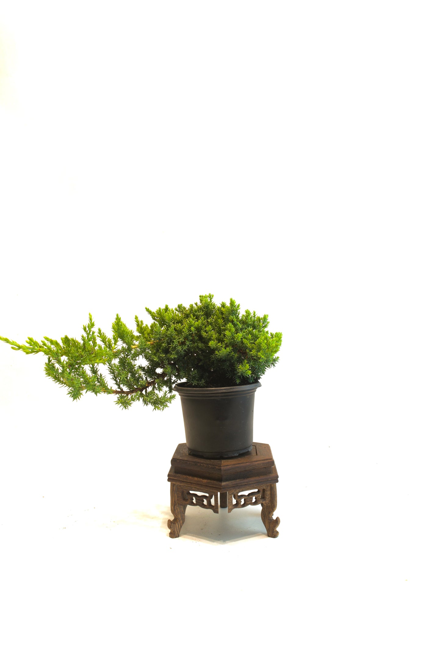 Juniper Procumbens Nana 4" - Medium Size