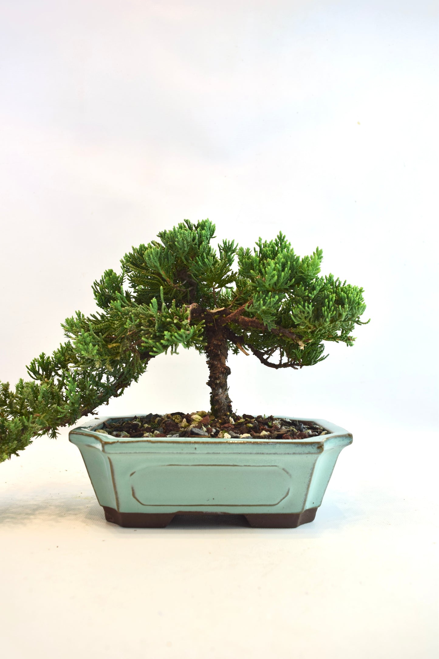 Juniper Live Bonsai Ceramic 7.5" Pot - One of a Kind Bonsai