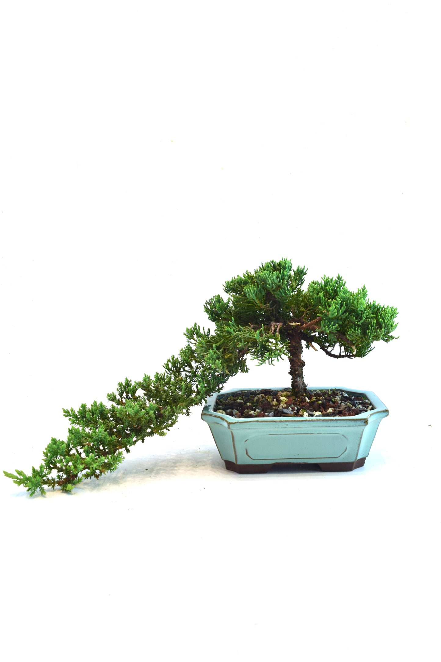 Juniper Live Bonsai Ceramic 7.5" Pot - One of a Kind Bonsai
