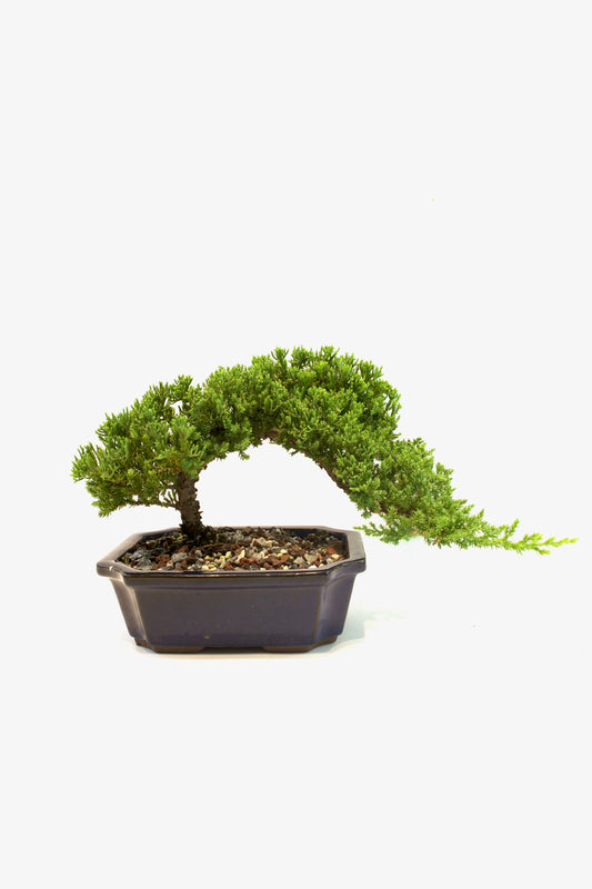 Juniper Live Bonsai Ceramic 8" Pot - One of a Kind Bonsai