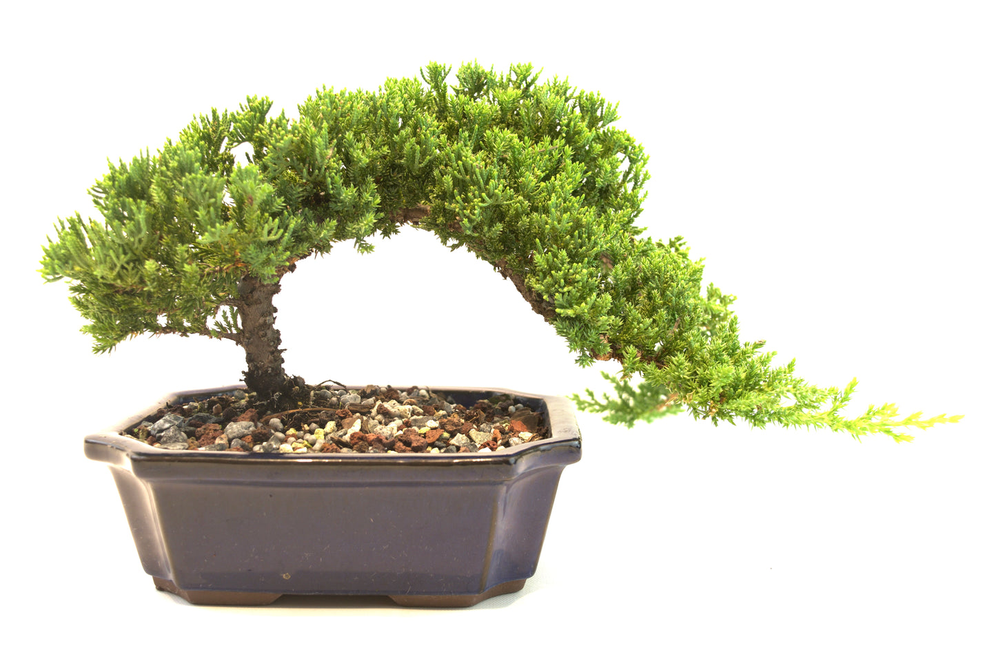Juniper Live Bonsai Ceramic 8" Pot - One of a Kind Bonsai