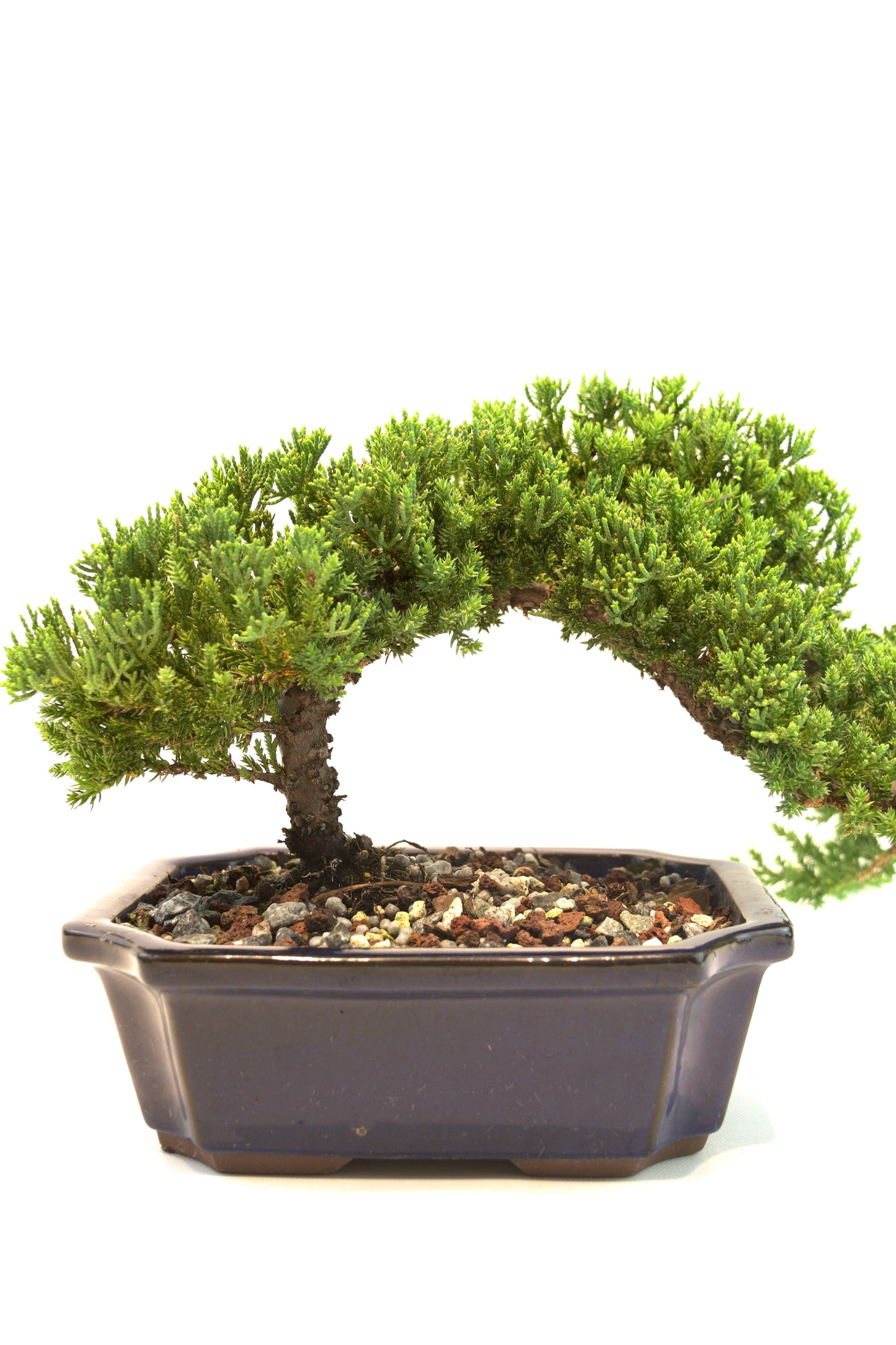 Juniper Live Bonsai Ceramic 8" Pot - One of a Kind Bonsai