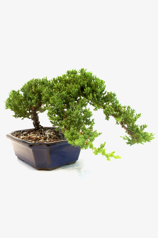 Juniper Live Bonsai Ceramic 8" Pot - One of a Kind Bonsai