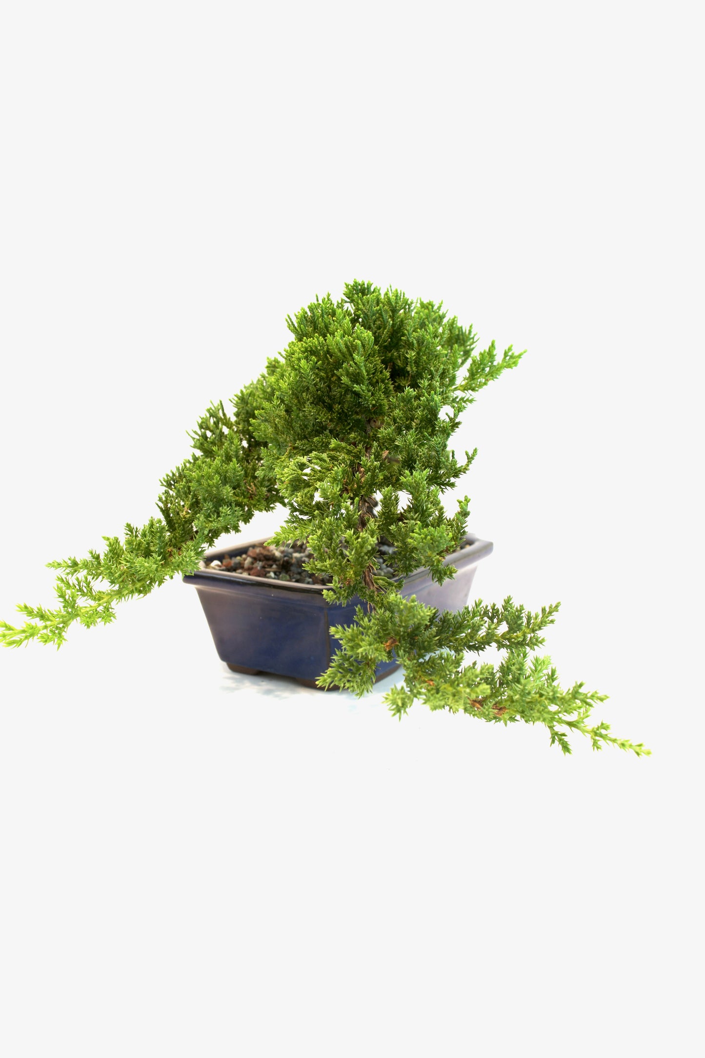 Juniper Live Bonsai Ceramic 8" Pot - One of a Kind Bonsai