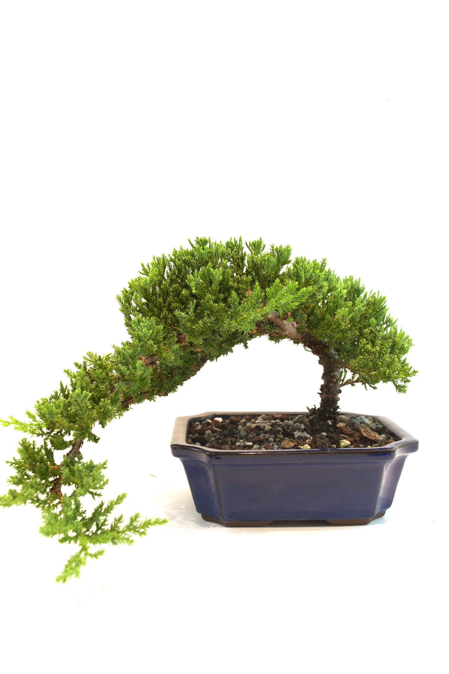 Juniper Live Bonsai Ceramic 8" Pot - One of a Kind Bonsai