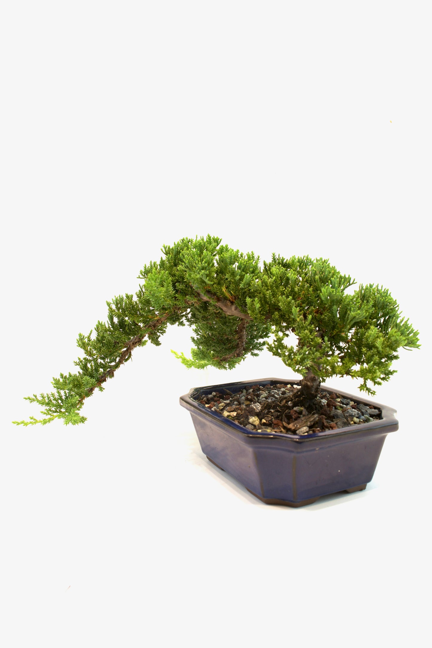 Juniper Live Bonsai Ceramic 8" Pot - One of a Kind Bonsai