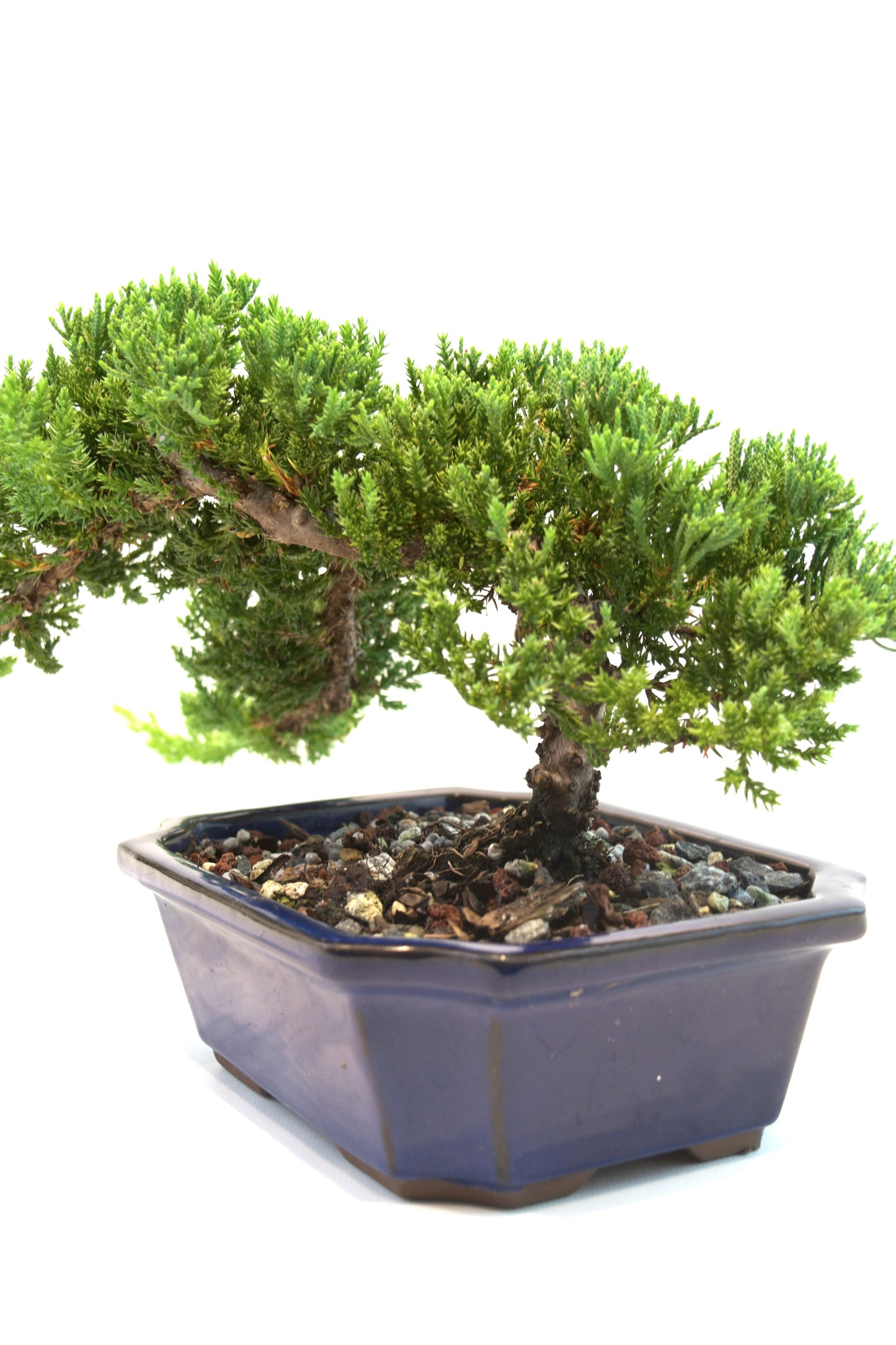 Juniper Live Bonsai Ceramic 8" Pot - One of a Kind Bonsai