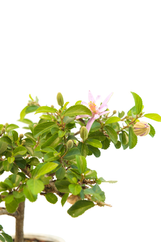 Grewia Lavender Star Bonsai Tree in 6" Pot - One of a Kind Bonsai