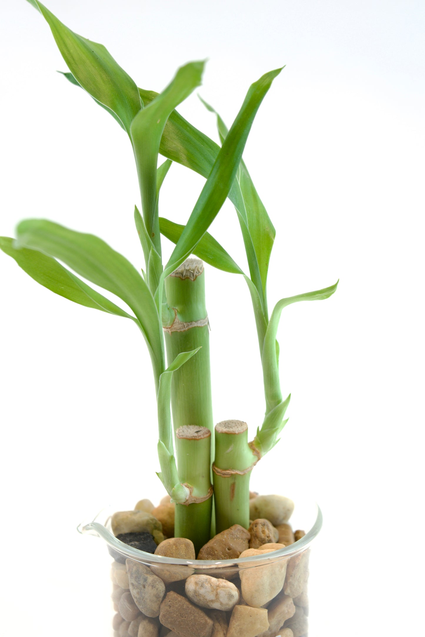 Bamboo plant in a glass container with pebbles on a white background