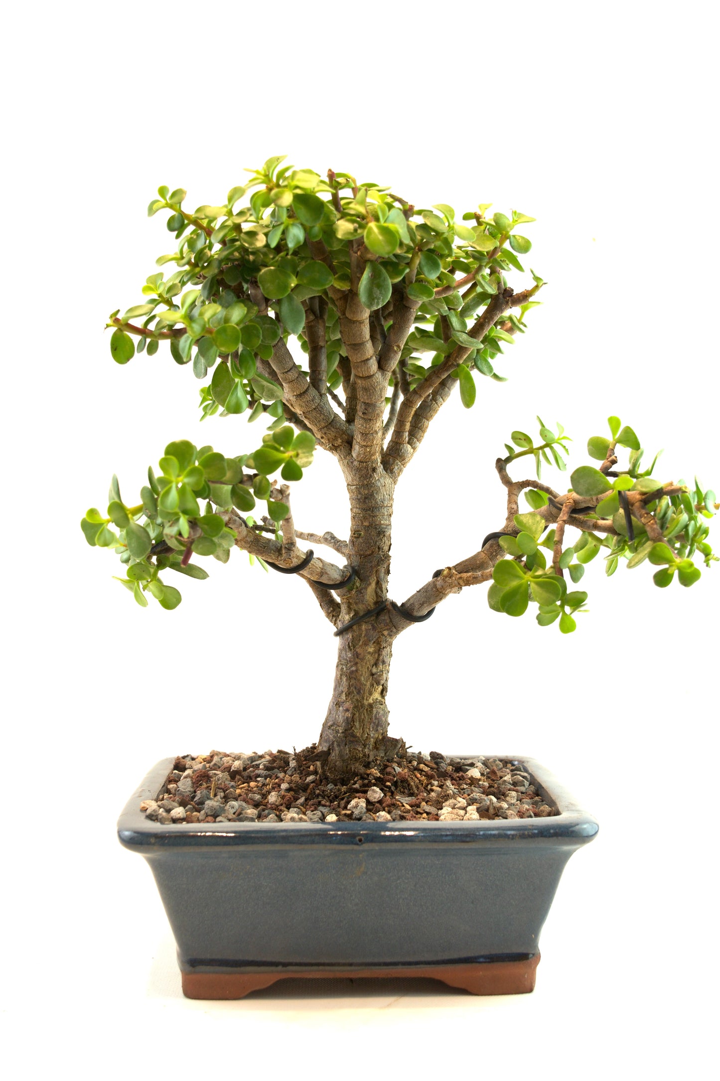 Mini Green Jade White Ceramic 8" Pot - One of a Kind Bonsai