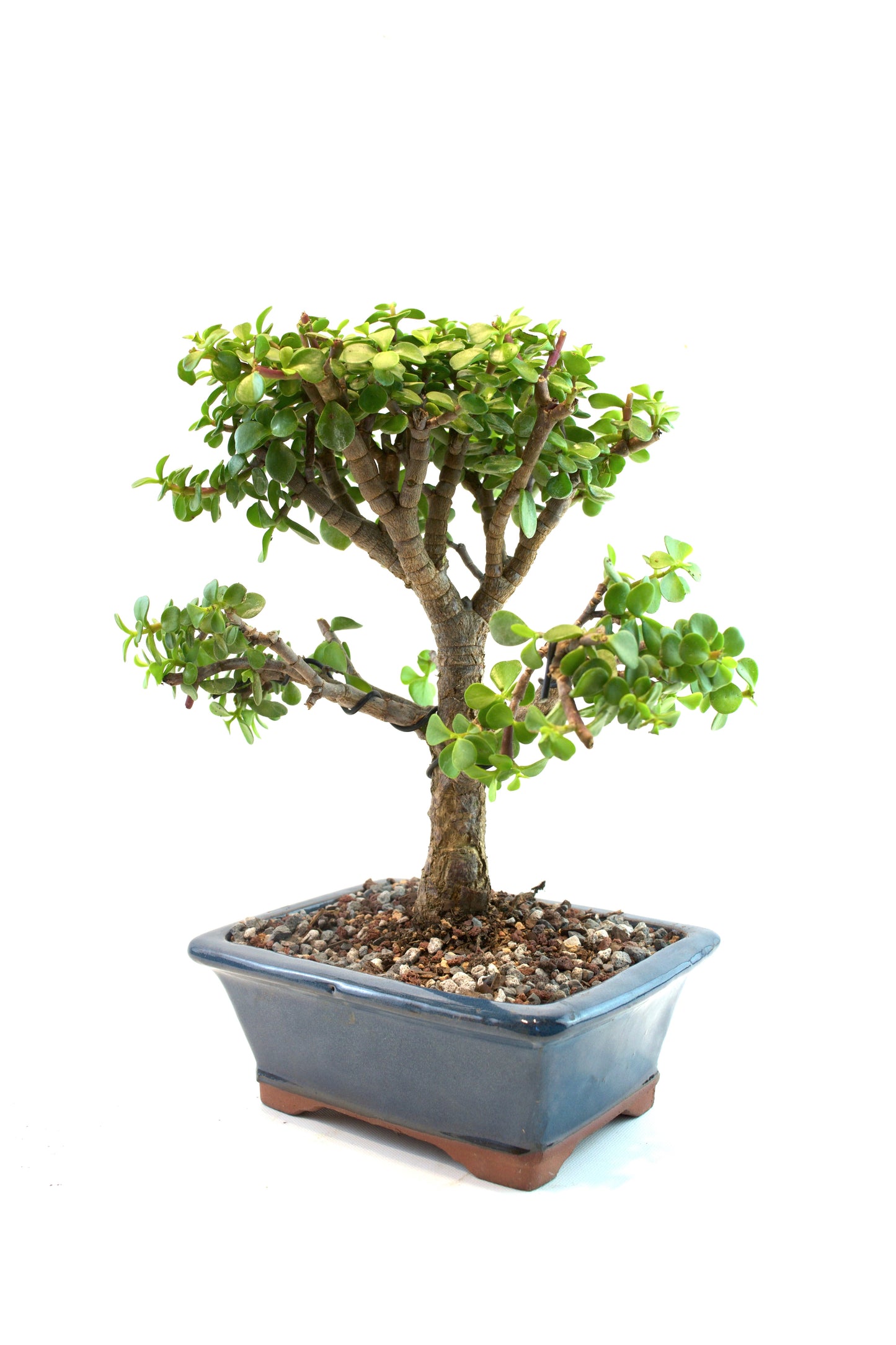 Mini Green Jade White Ceramic 8" Pot - One of a Kind Bonsai