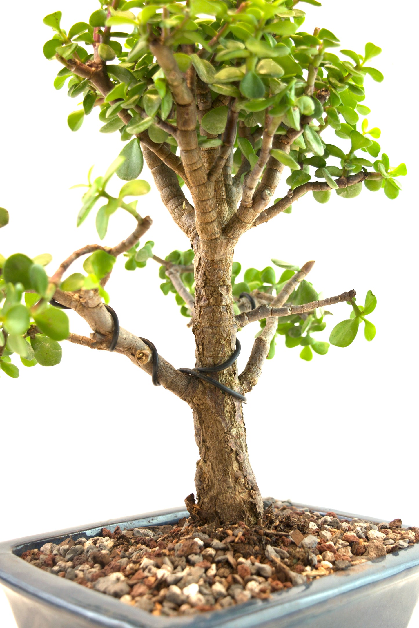 Mini Green Jade White Ceramic 8" Pot - One of a Kind Bonsai