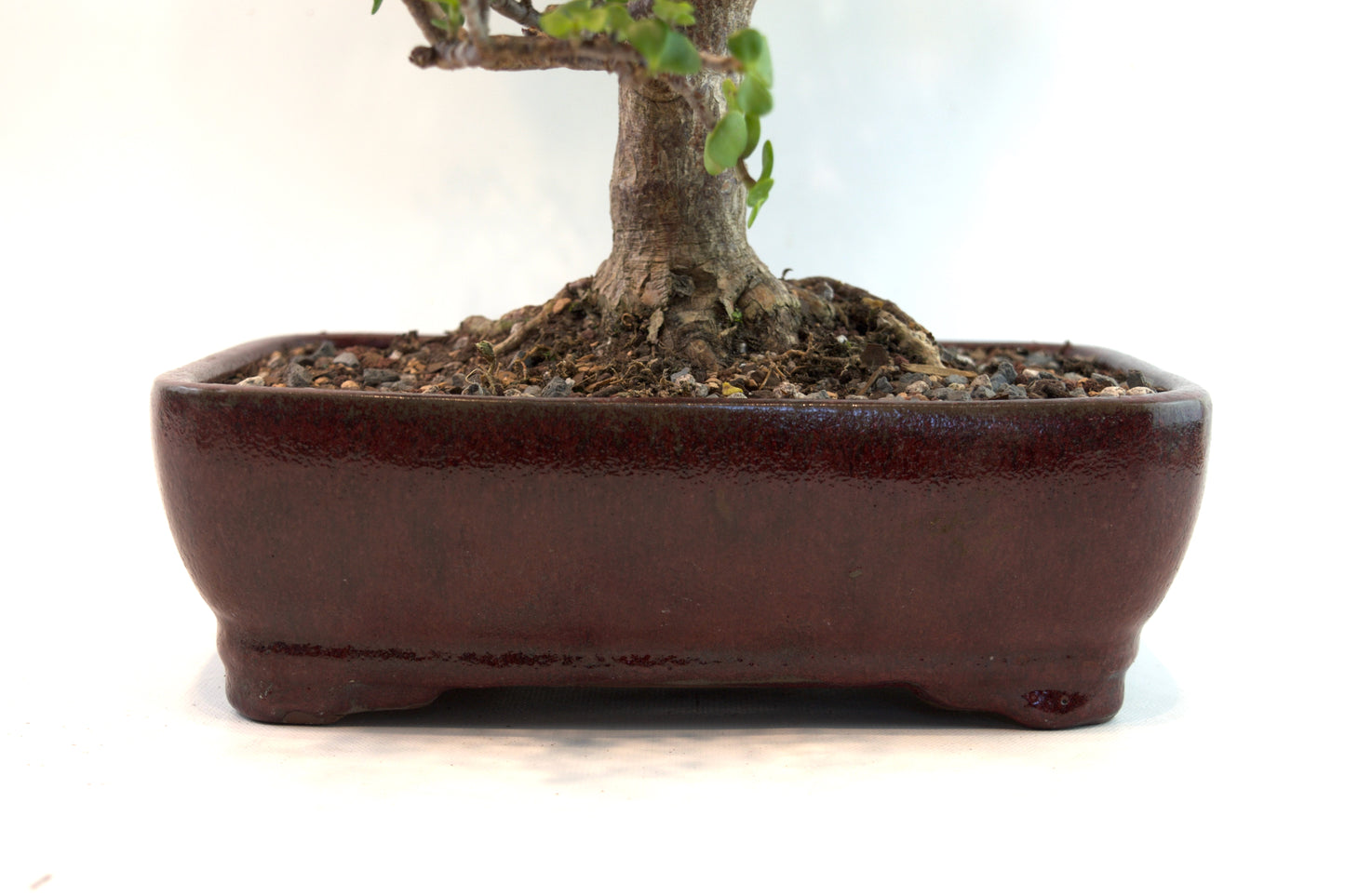 Mini Green Jade White Ceramic 10" Pot - One of a Kind Bonsai