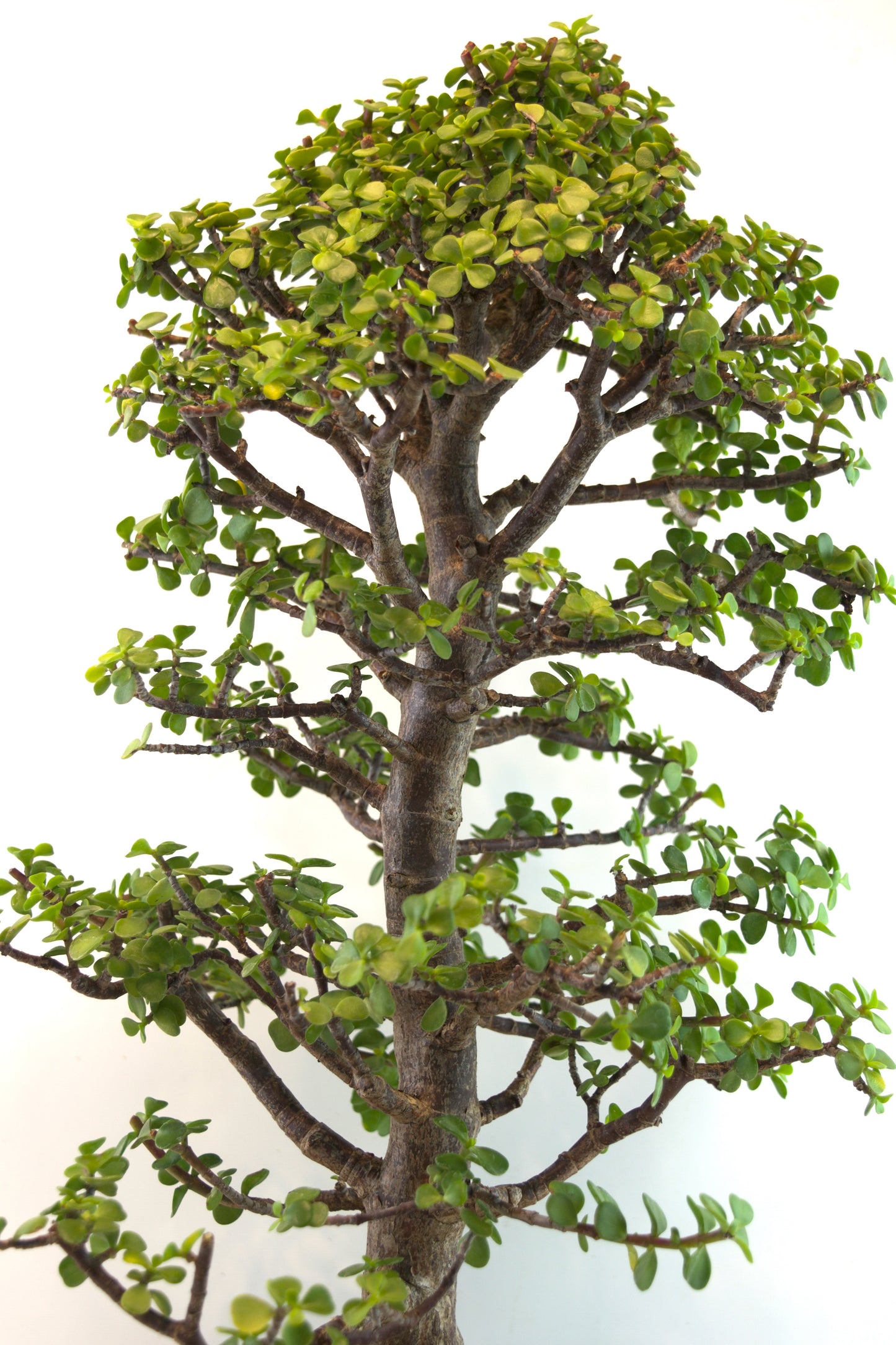 Mini Green Jade White Ceramic 10" Pot - One of a Kind Bonsai