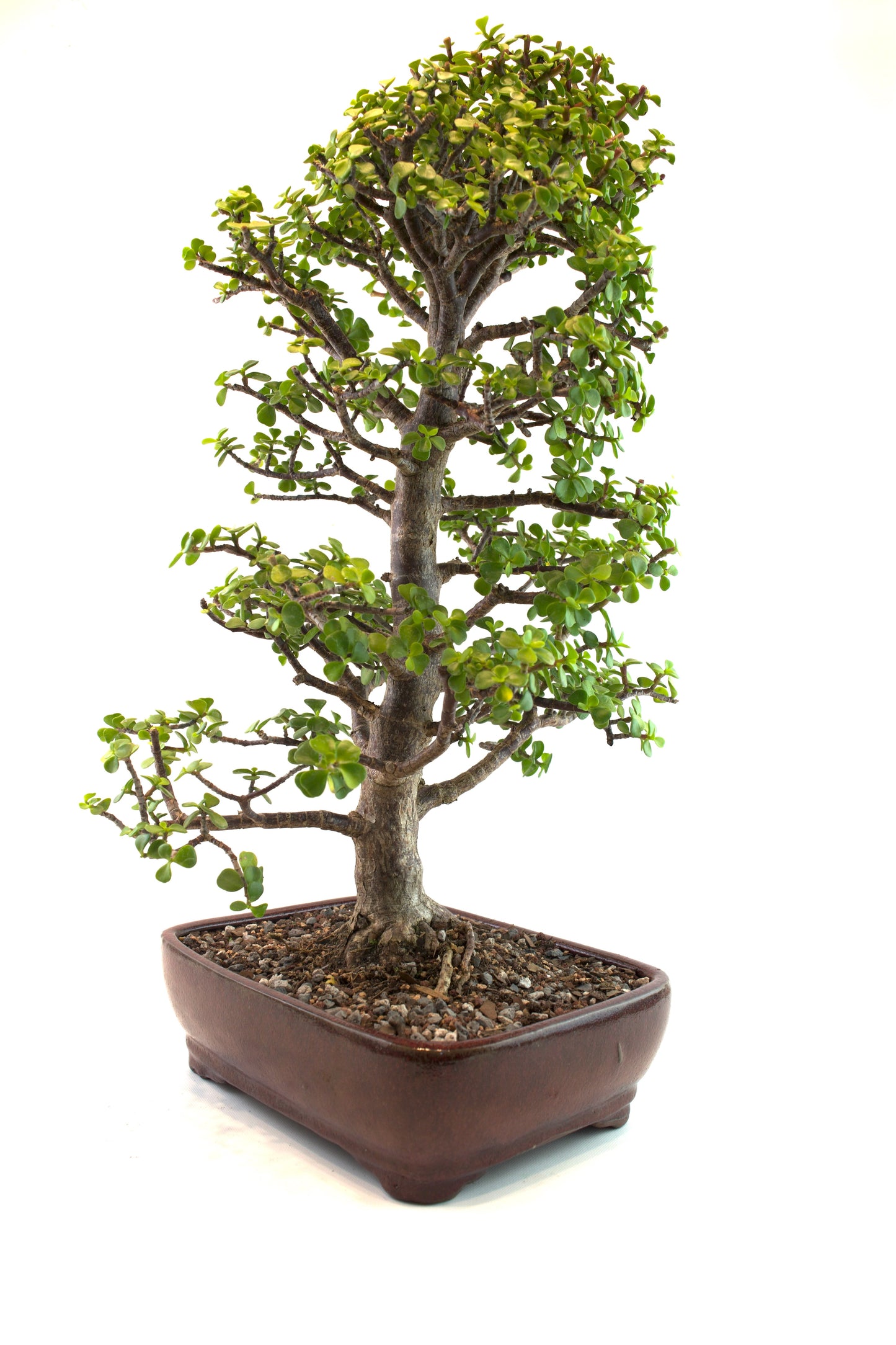 Mini Green Jade White Ceramic 10" Pot - One of a Kind Bonsai