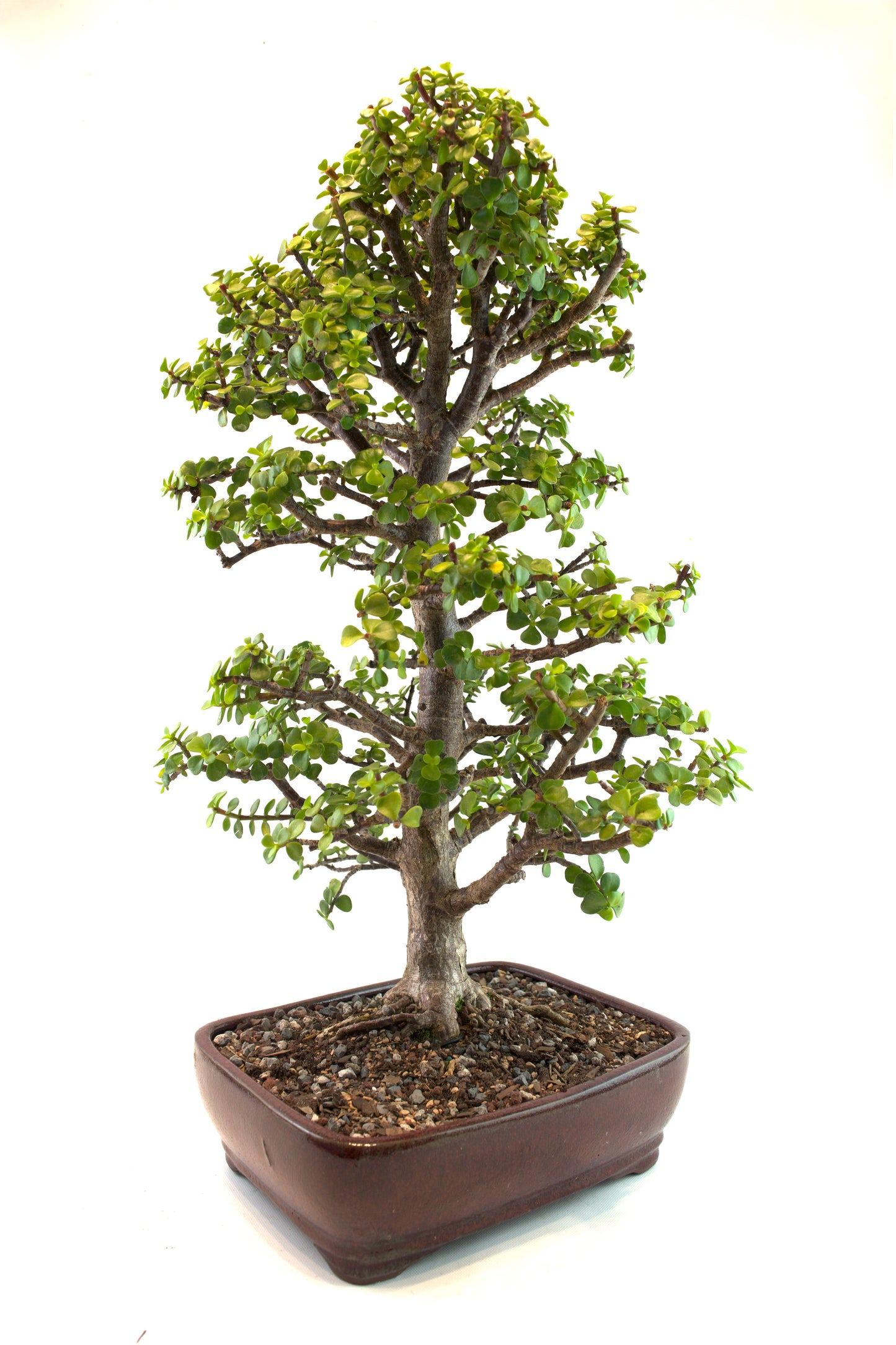 Mini Green Jade White Ceramic 10" Pot - One of a Kind Bonsai