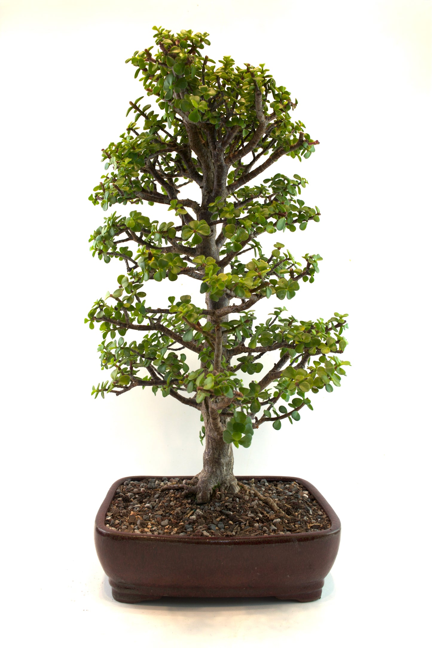 Mini Green Jade White Ceramic 10" Pot - One of a Kind Bonsai