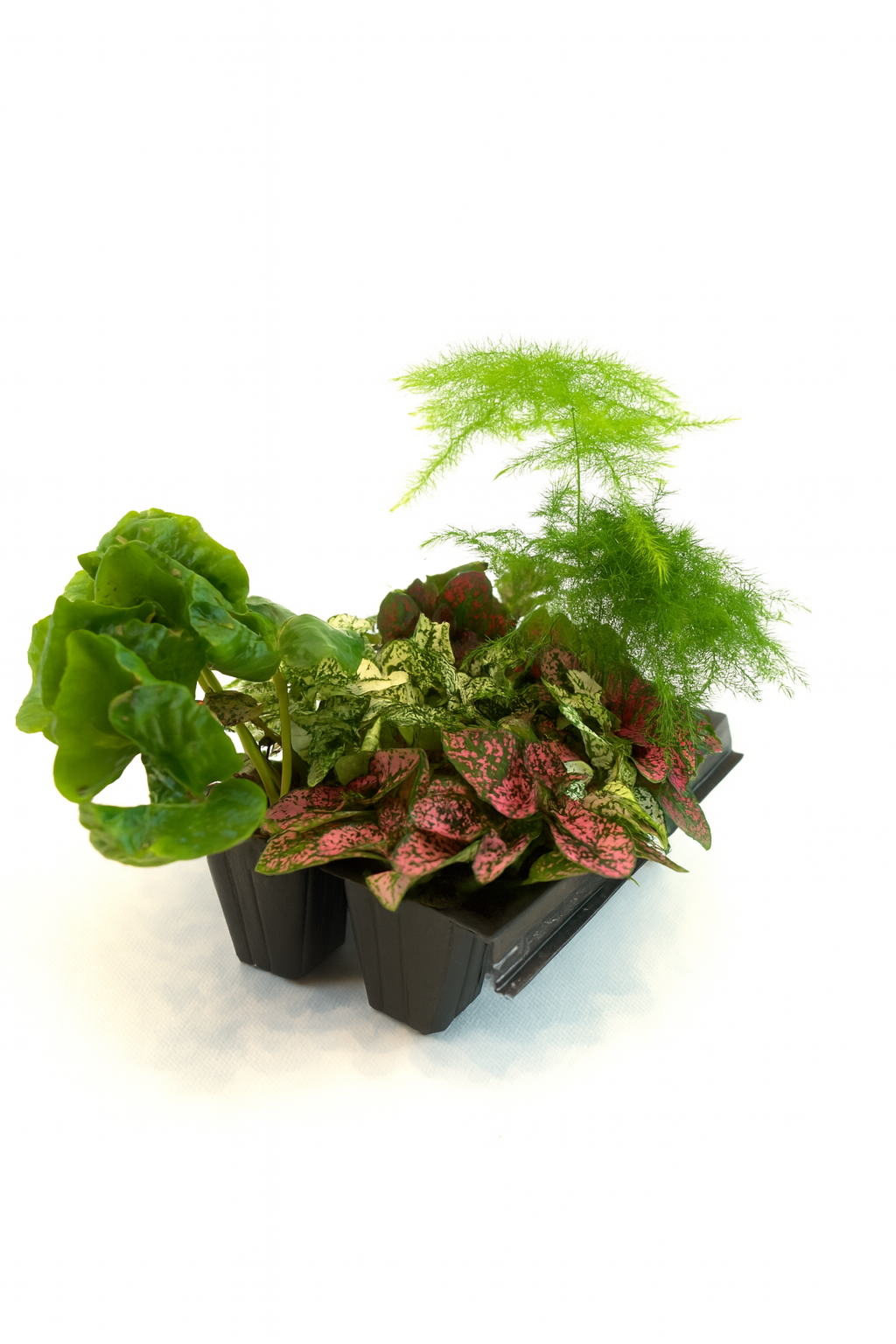 Mini Terrarium Plants – 6 or 9 cells Live Plants